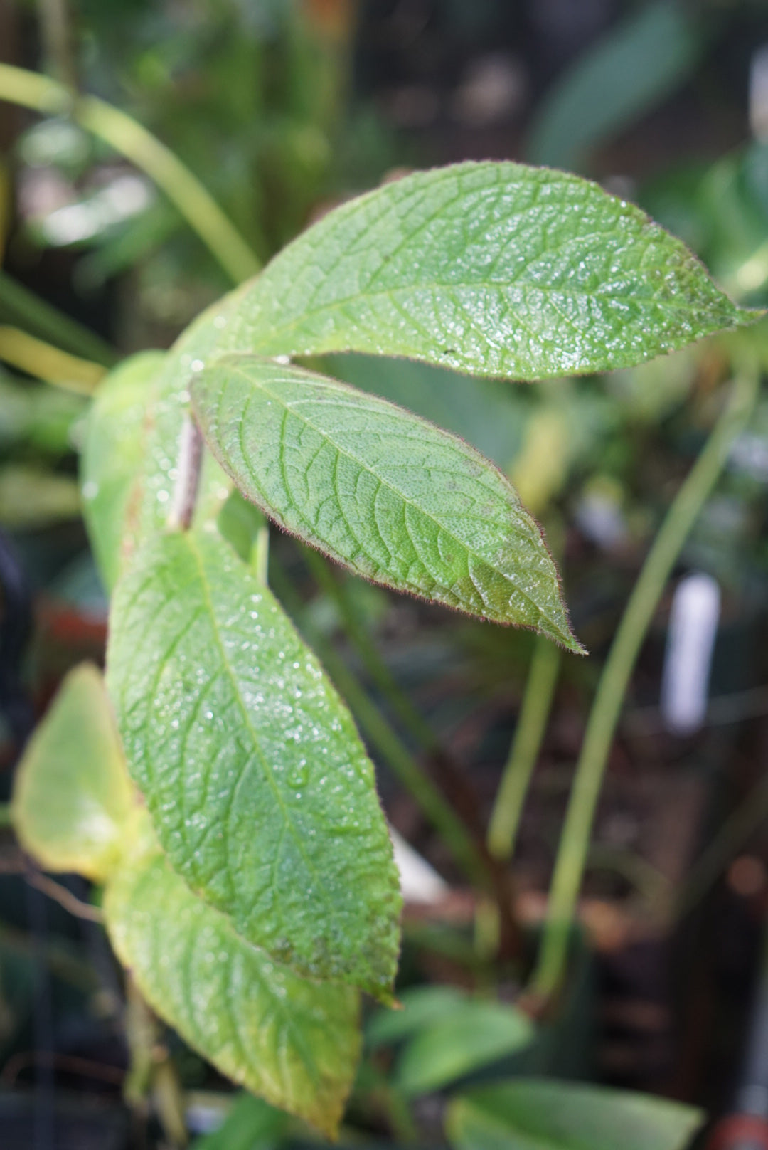 Columnea aff. medicinalis