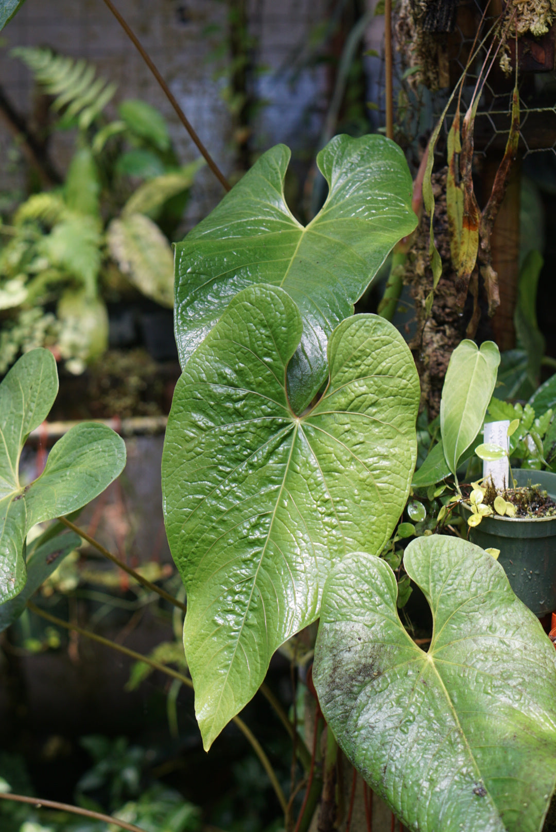 Anthurium exstipulatum