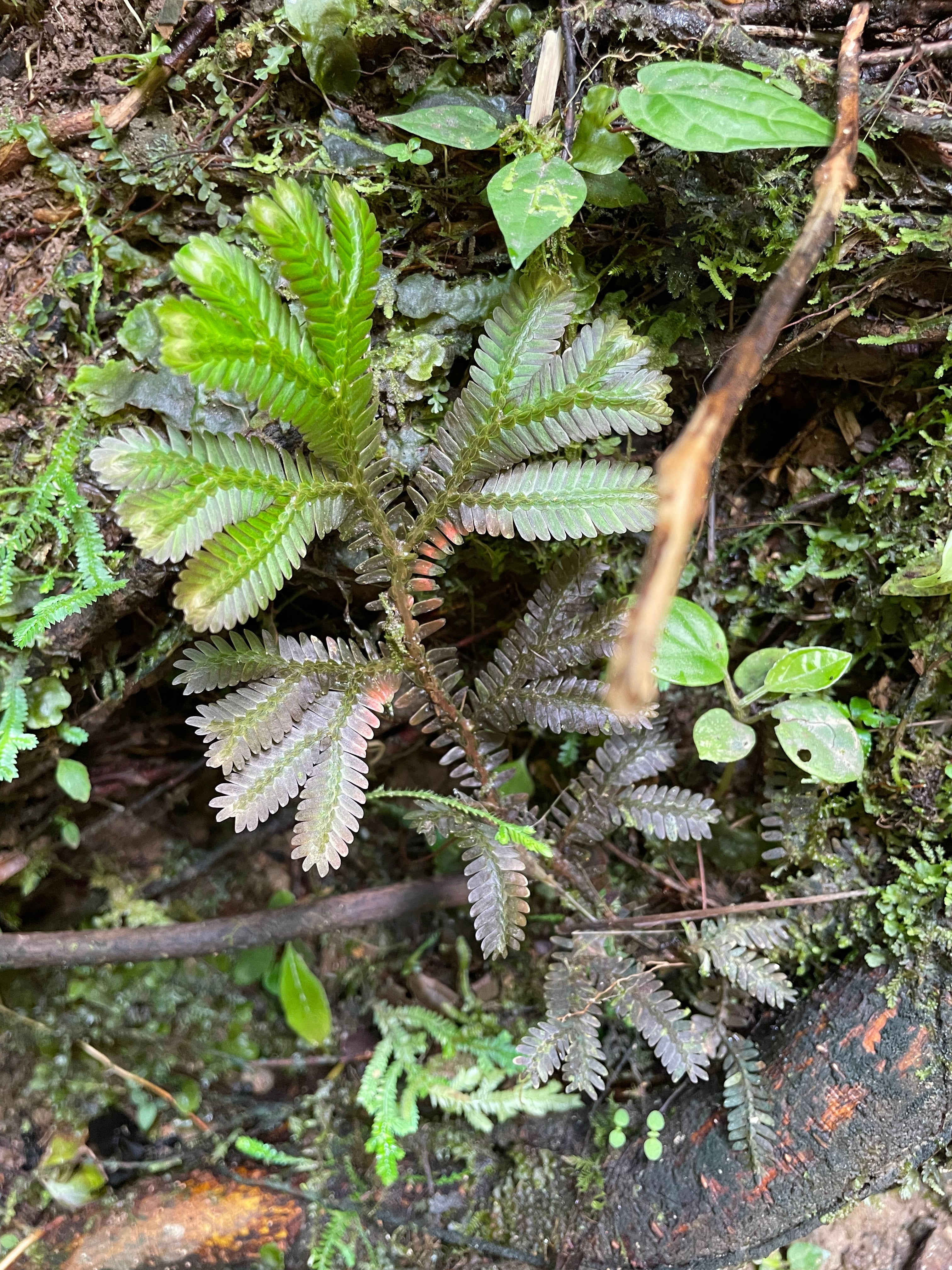 Selaginella sericea