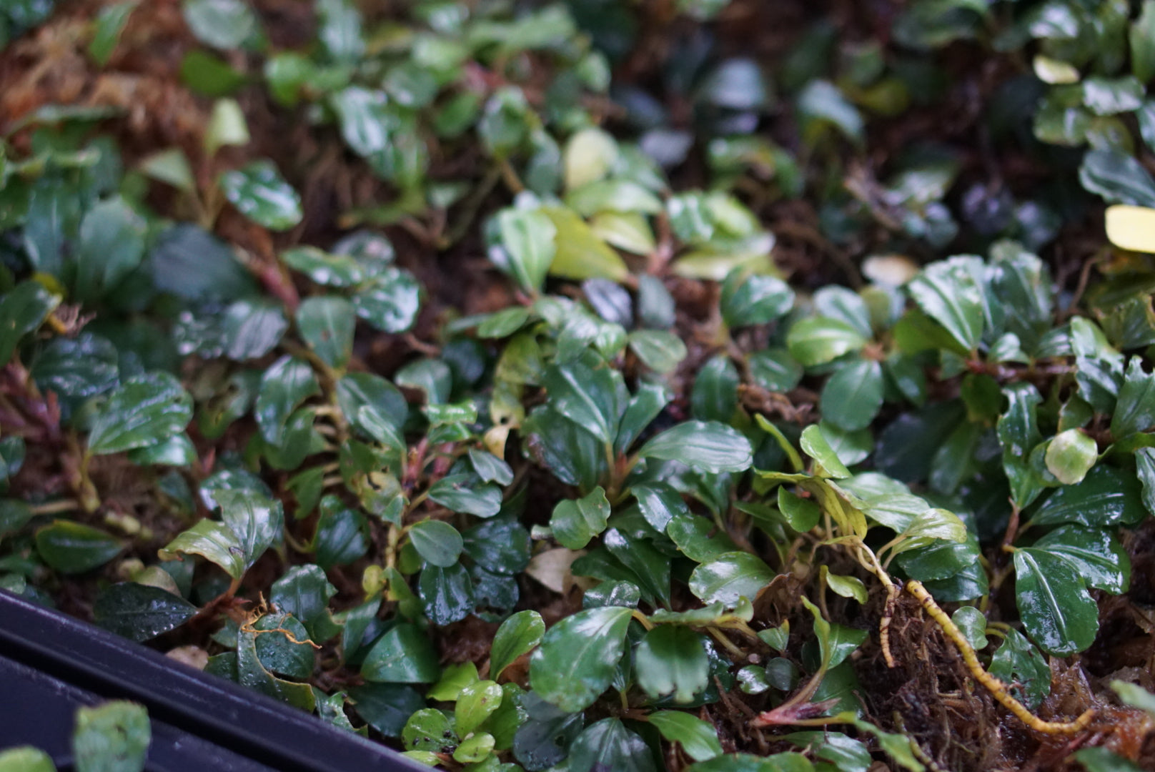 Bucephalandra sp. Sanggau 1