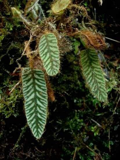 Elaphoglossum sp Peru