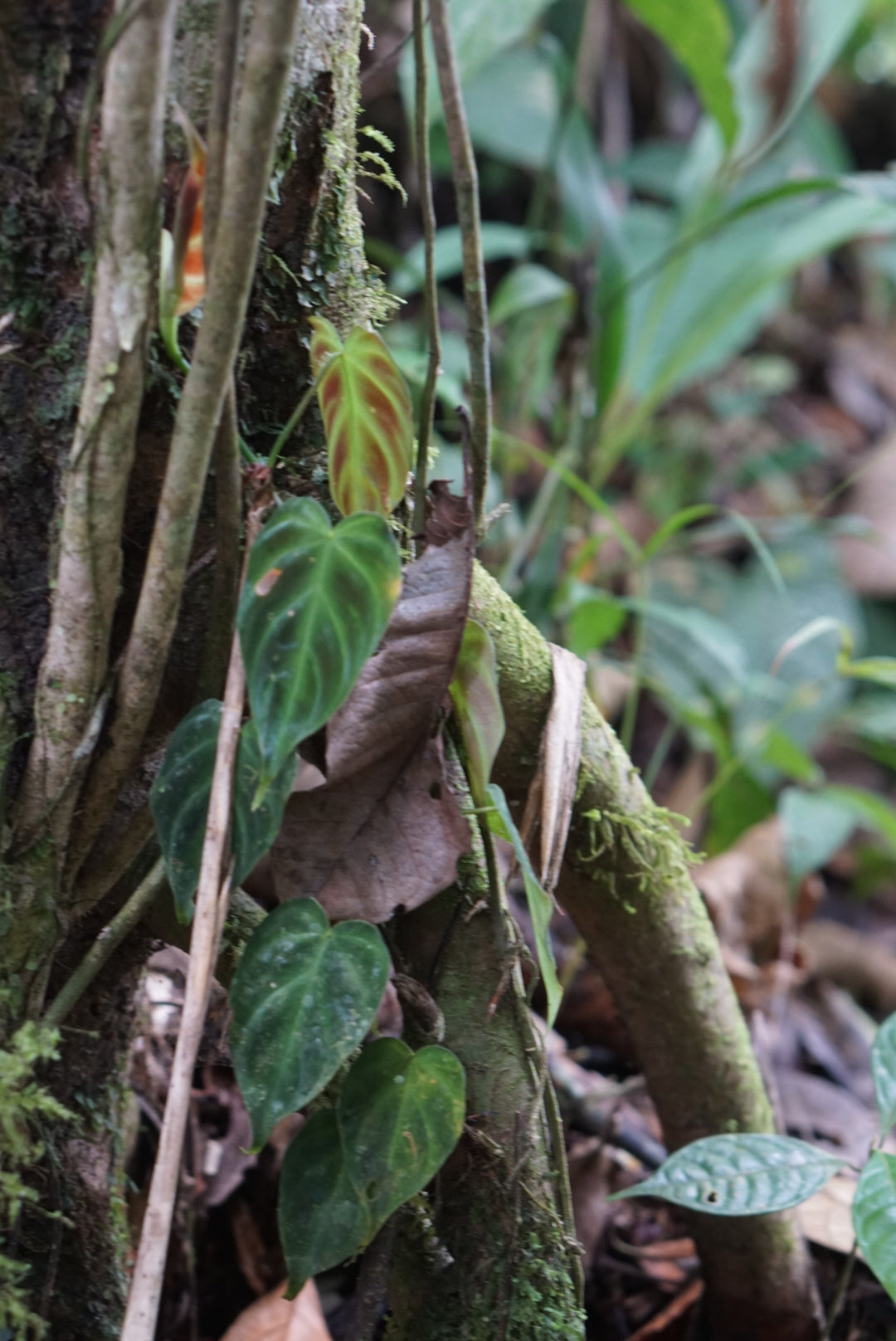 Philodendron verrucosum 'Lita'