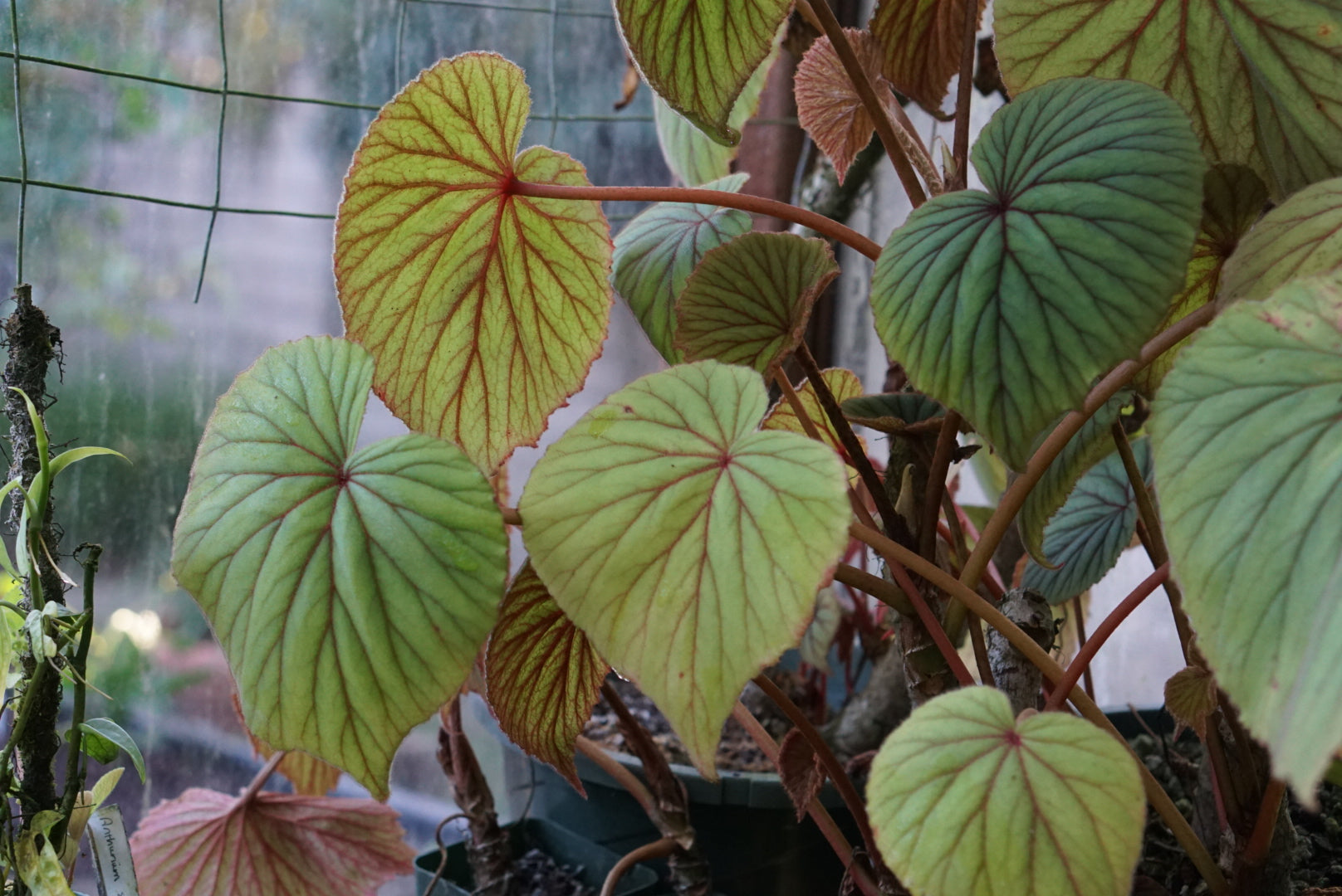 Begonia sericoneurea var. lindlayana