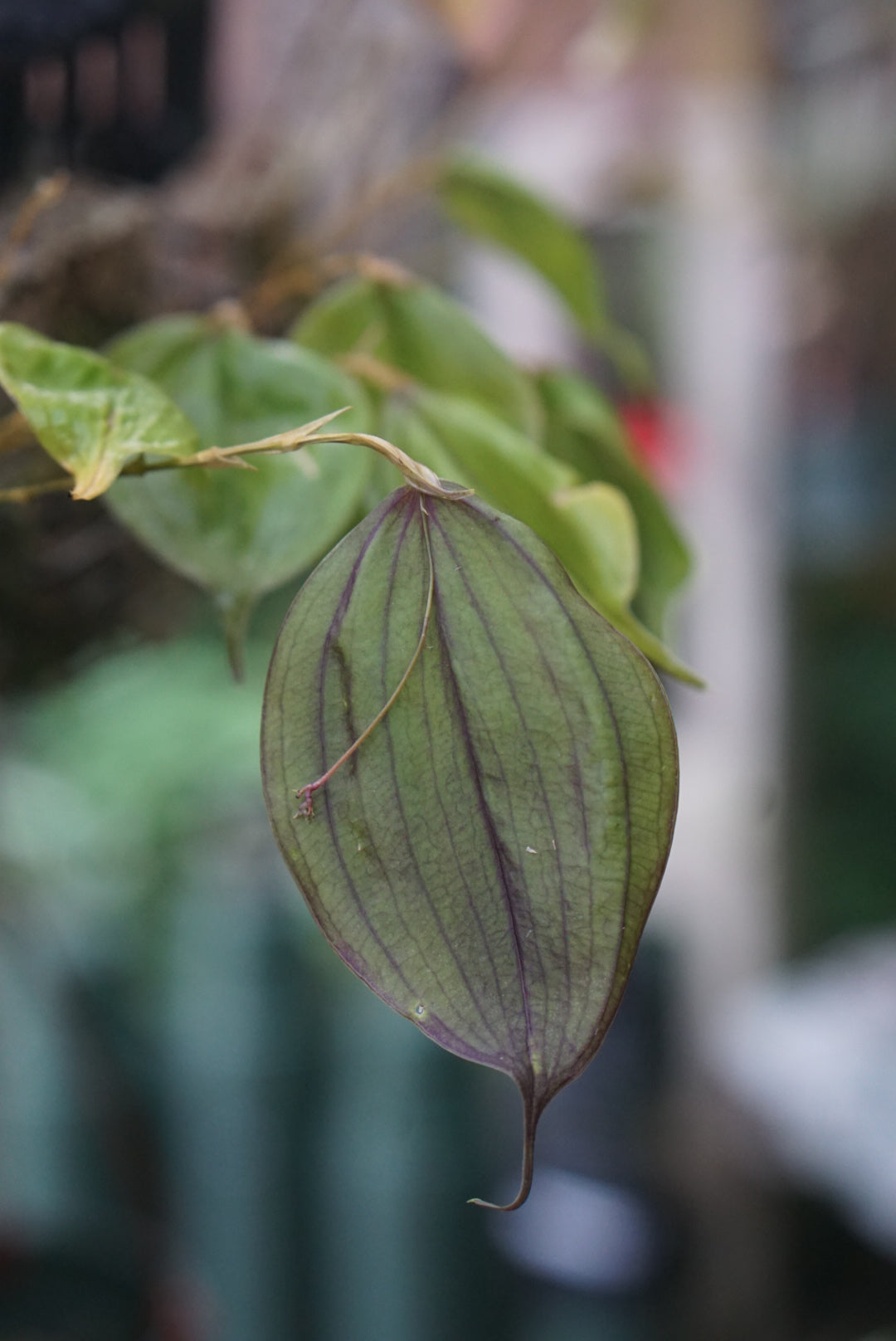 Lepanthes rhodophylla