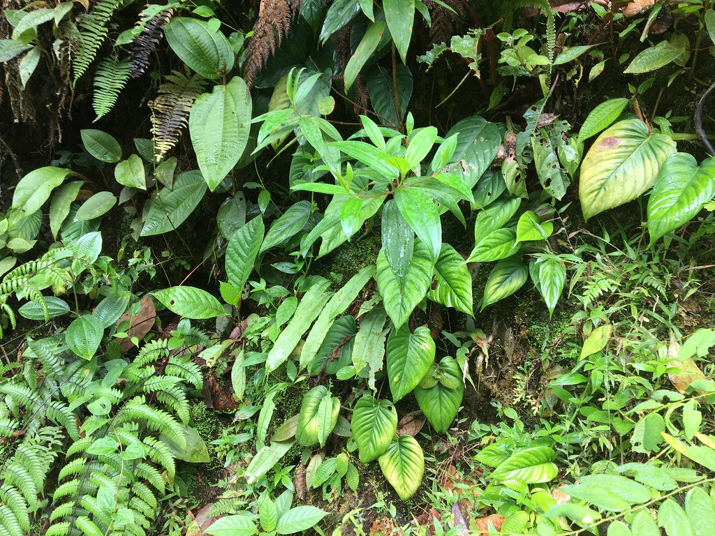 Philodendron ernestii (green form)