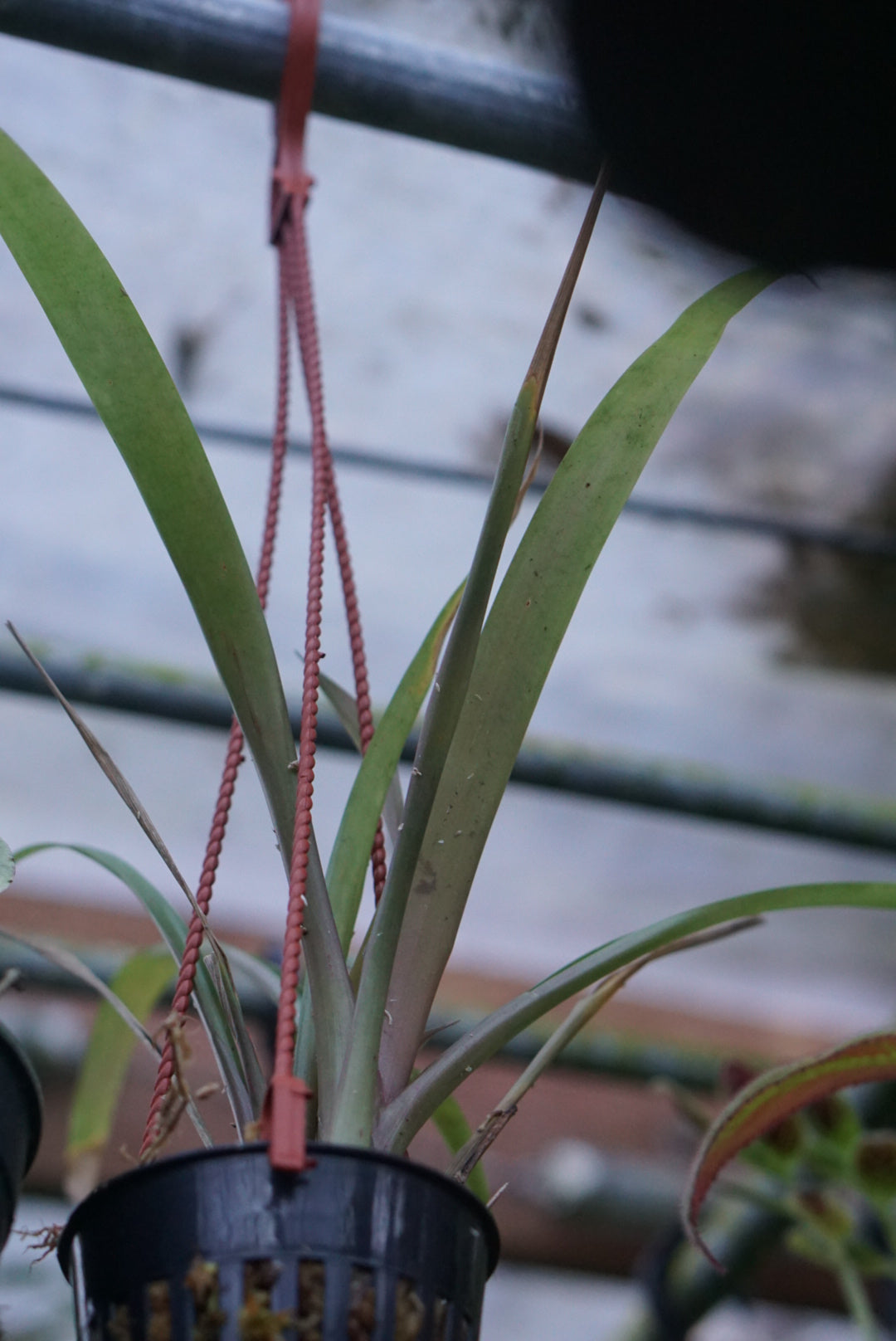 Vriesea dubia