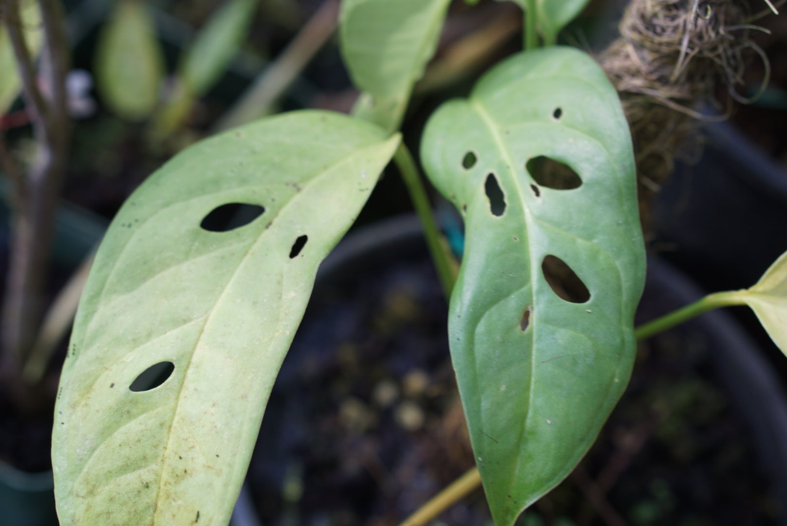 Monstera obliqua 'Yasuni'