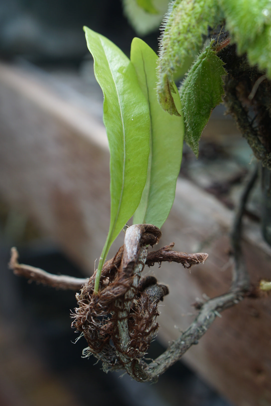 Microgramma nitida