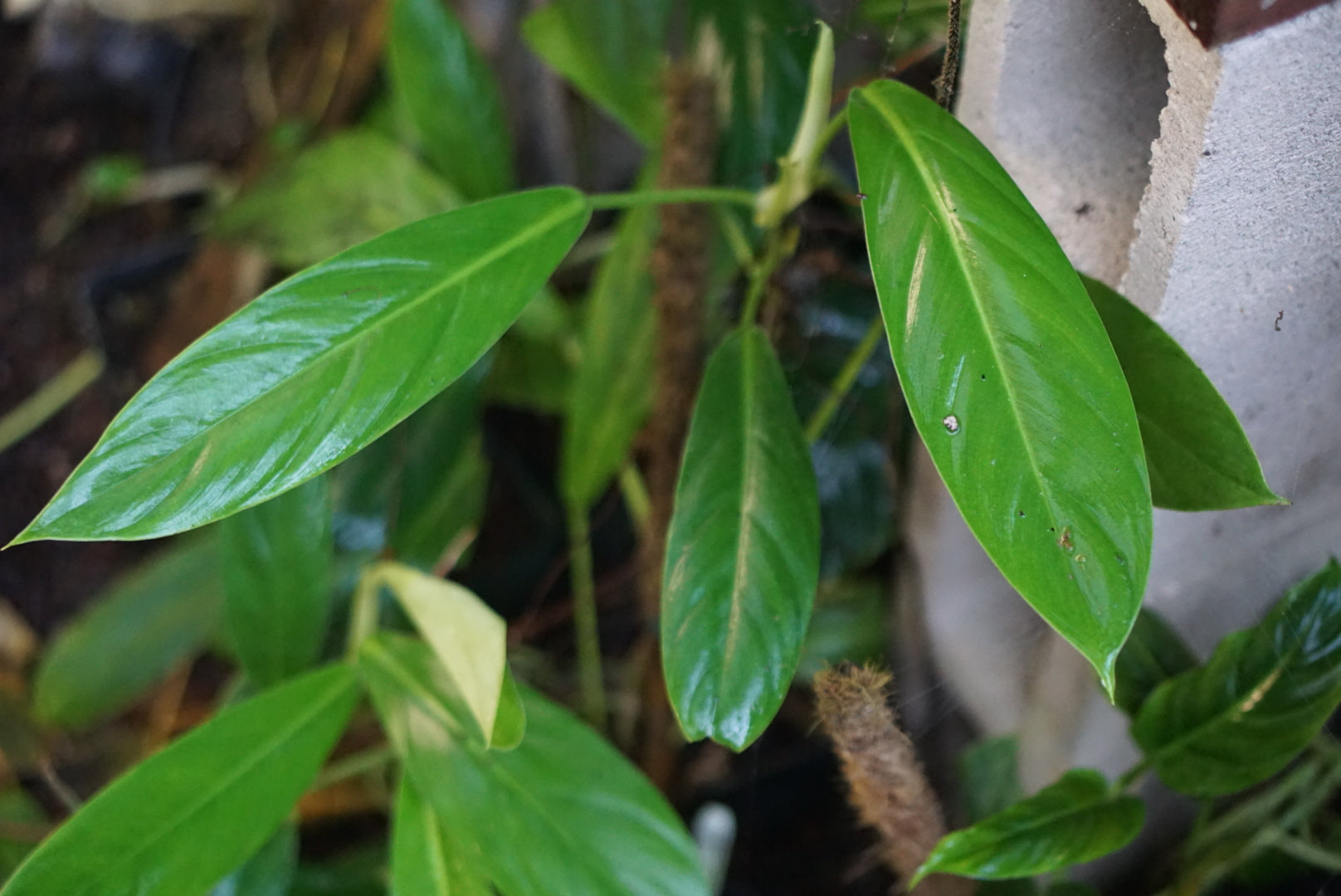 philodendron baudoese Philodendron baudoense