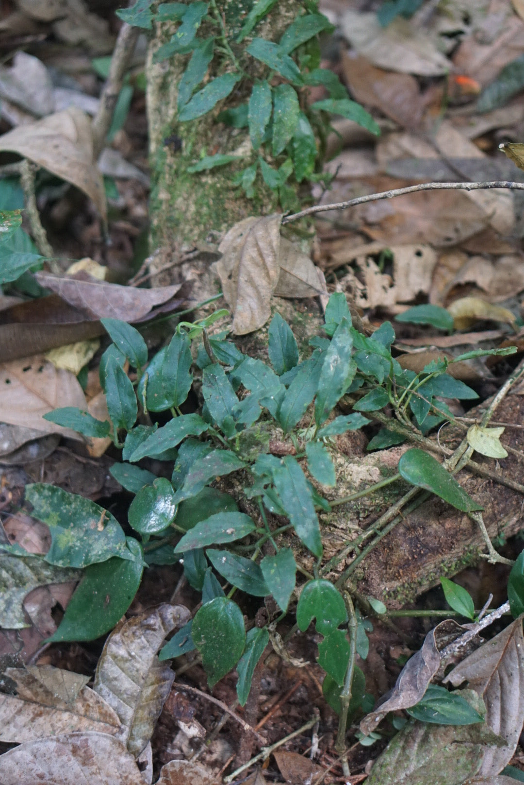 Philodendron sect pteromischium, choco