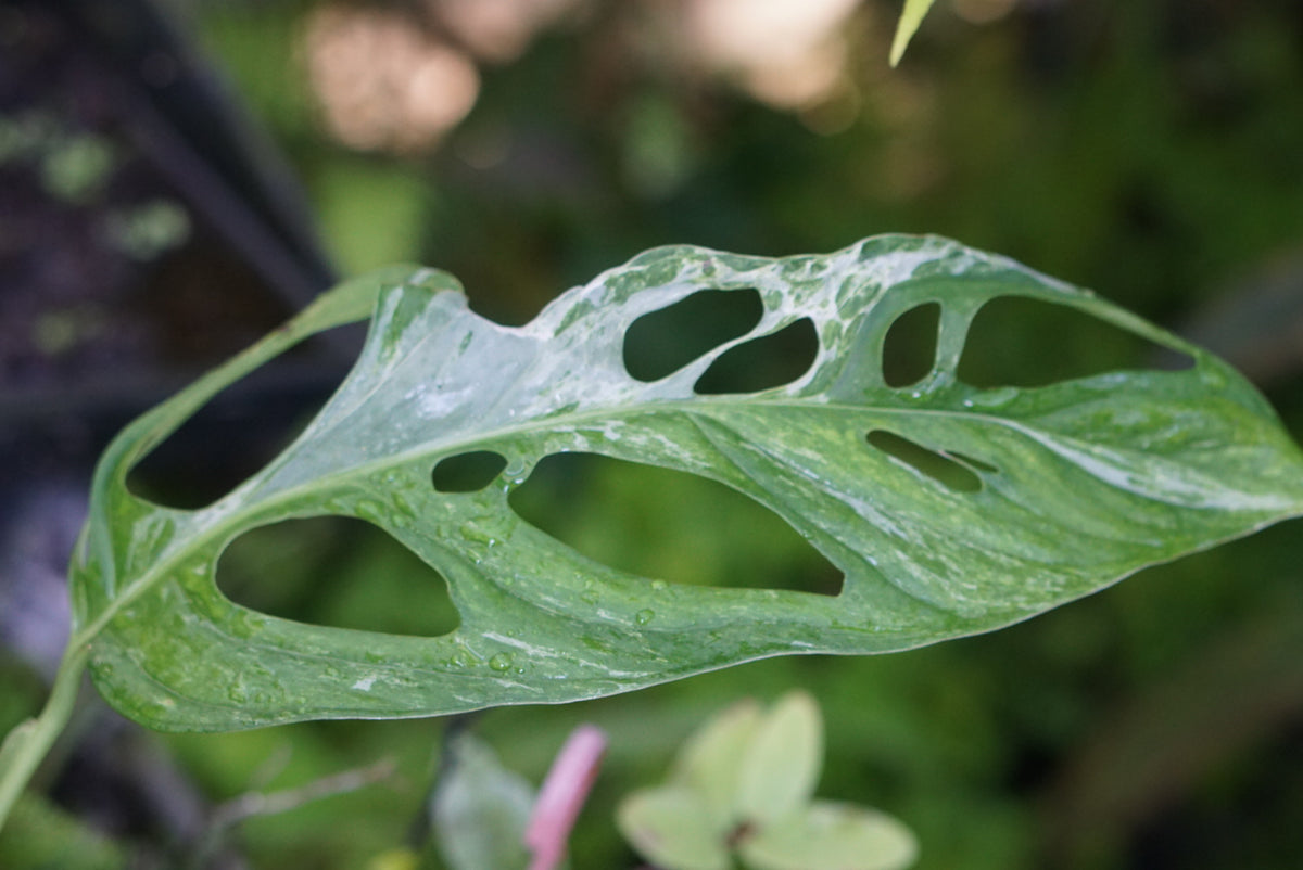 Monstera adansonii 'Mint'