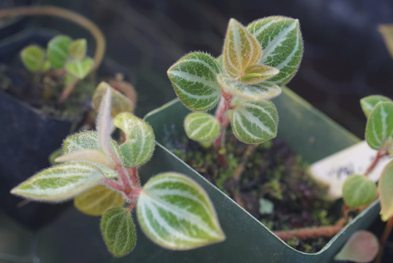 Peperomia villicaulis