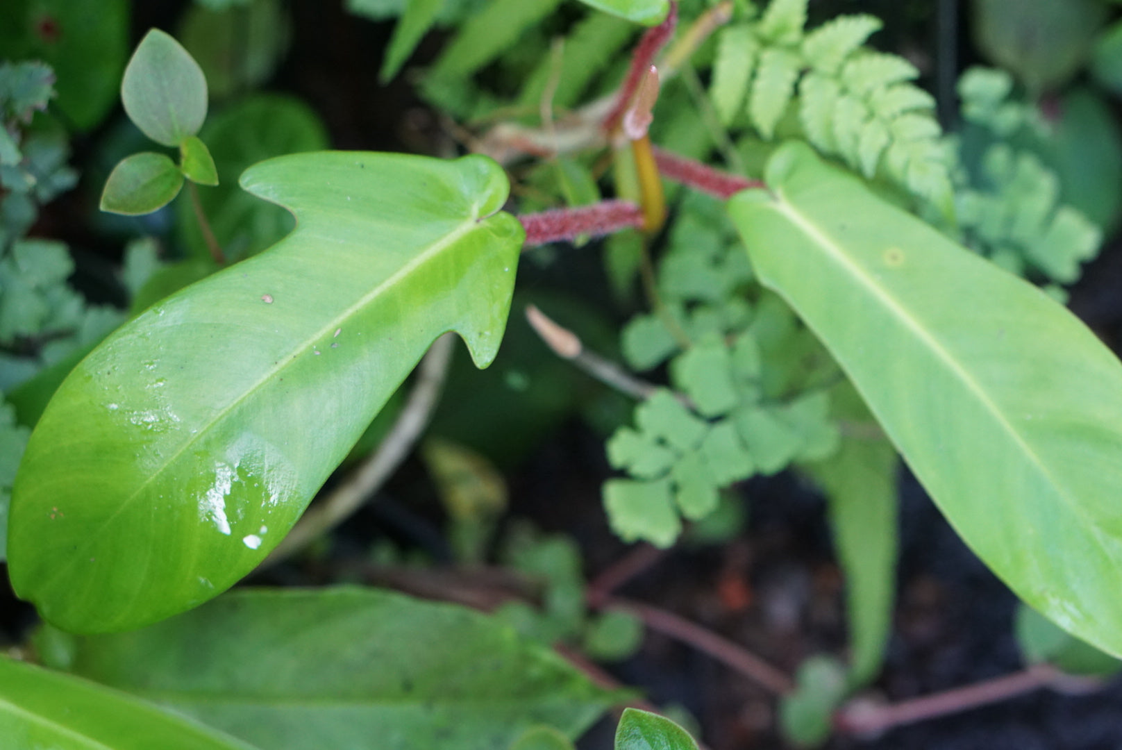 Philodendron squamiferum