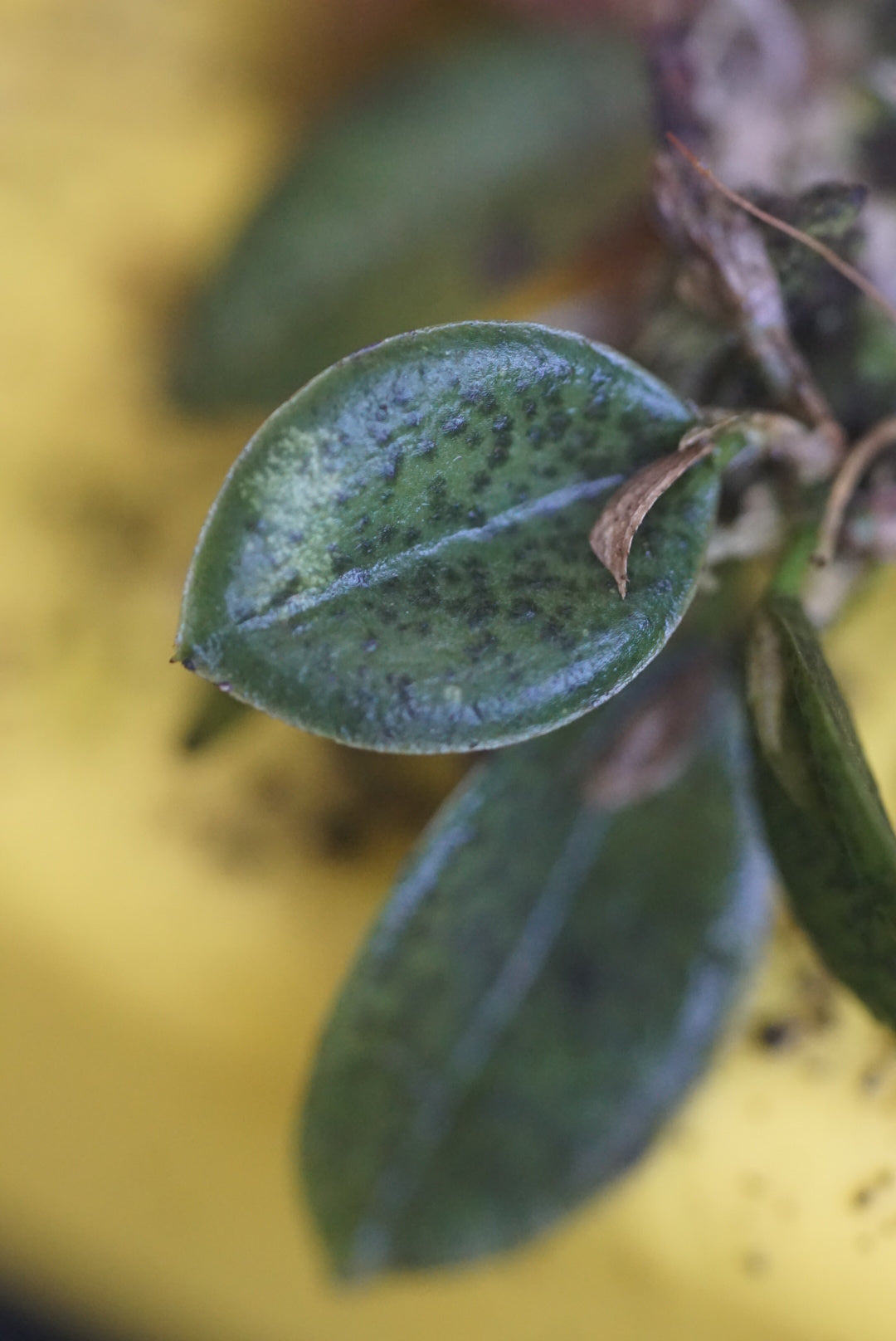 Pleurothallis dodsonii