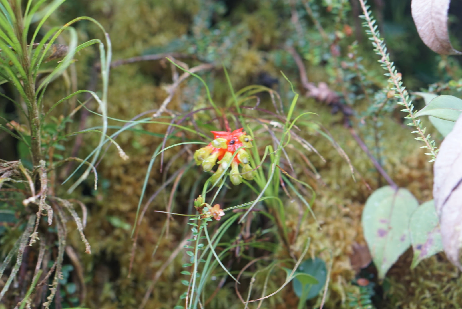 Guzmania graminifolia