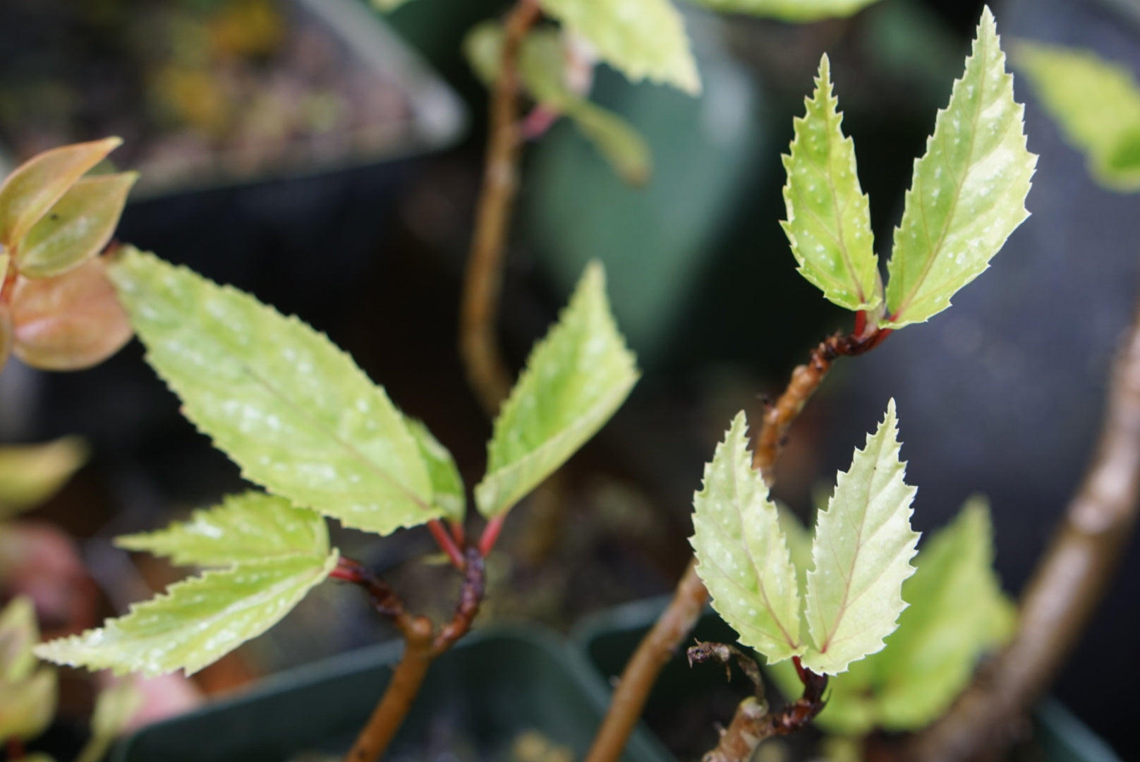 Begonia 'mayensis' (central Peru)