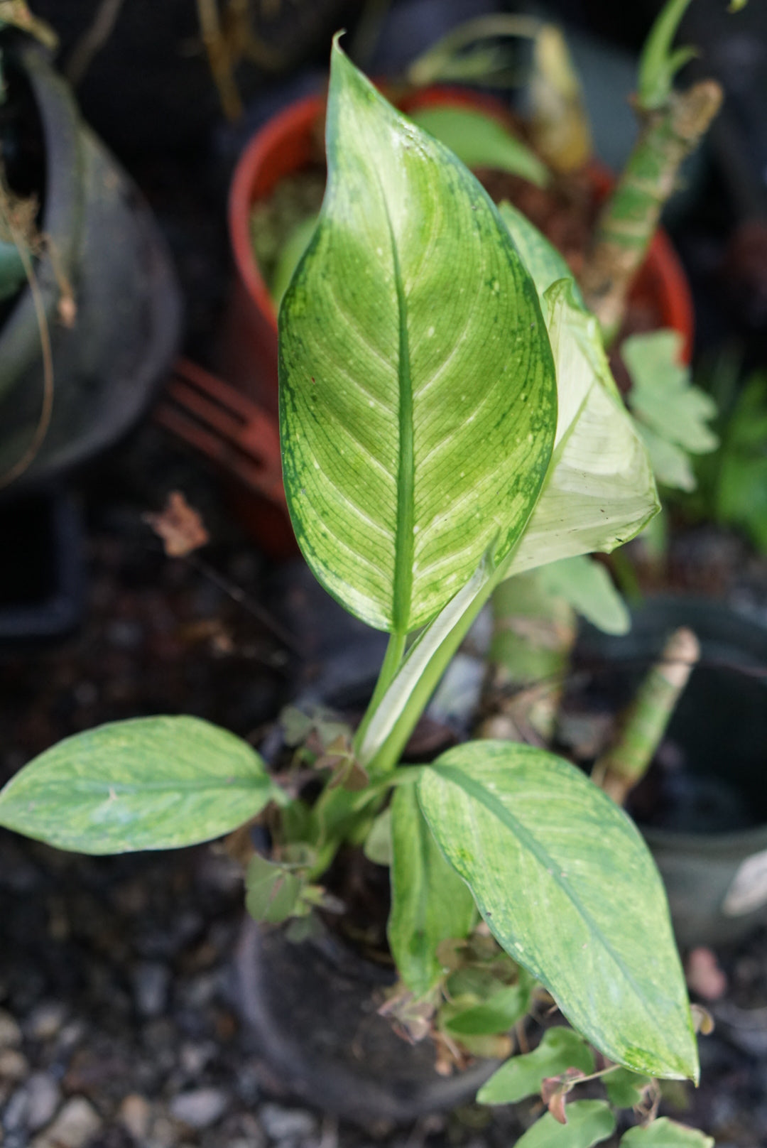 Dieffenbachia seguine