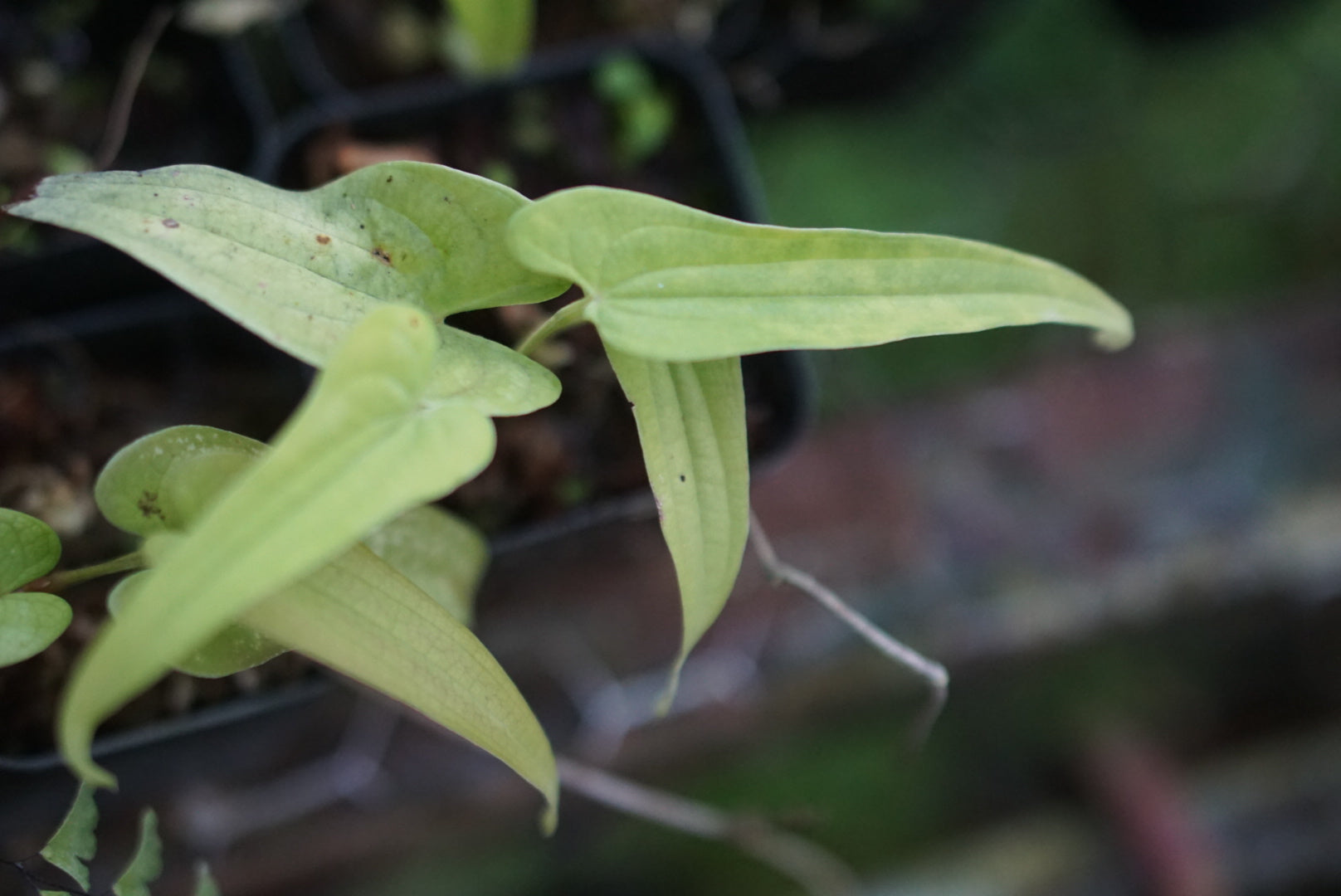 Dioscorea sp. Borneo