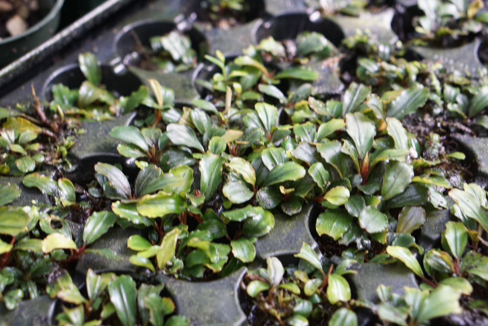 Bucephalandra sp. Sanggau 1 | Atlas ブセファランドラ sp．Sanggau