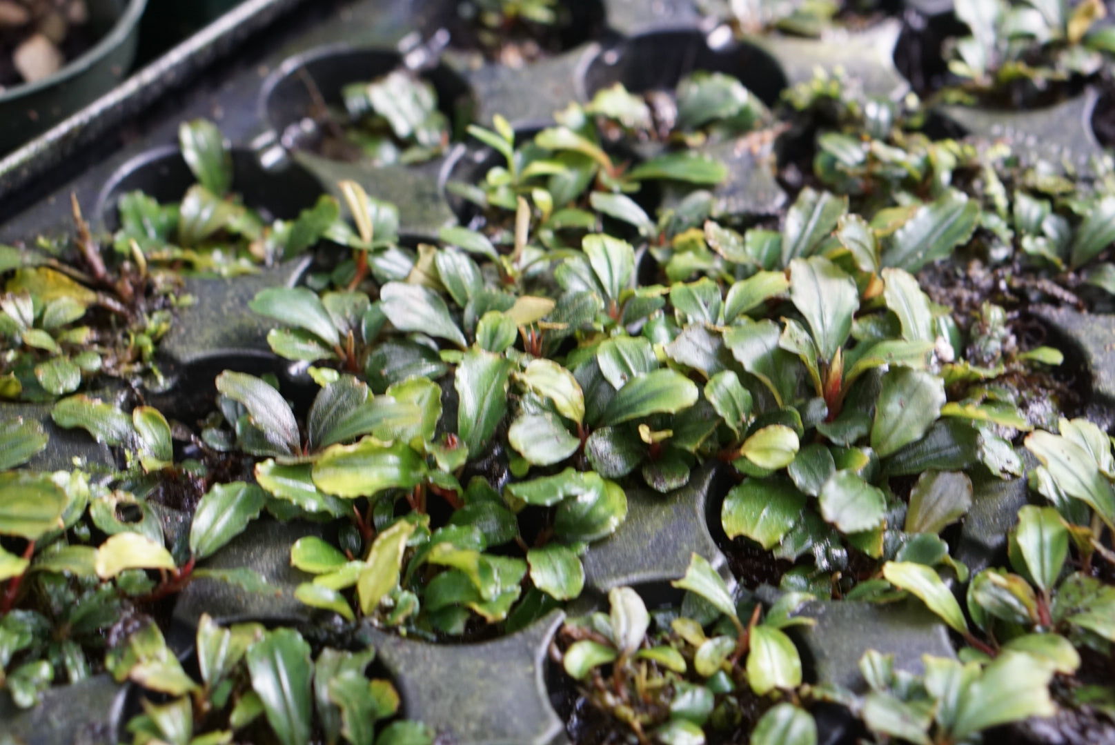 Bucephalandra sp. Sanggau 1