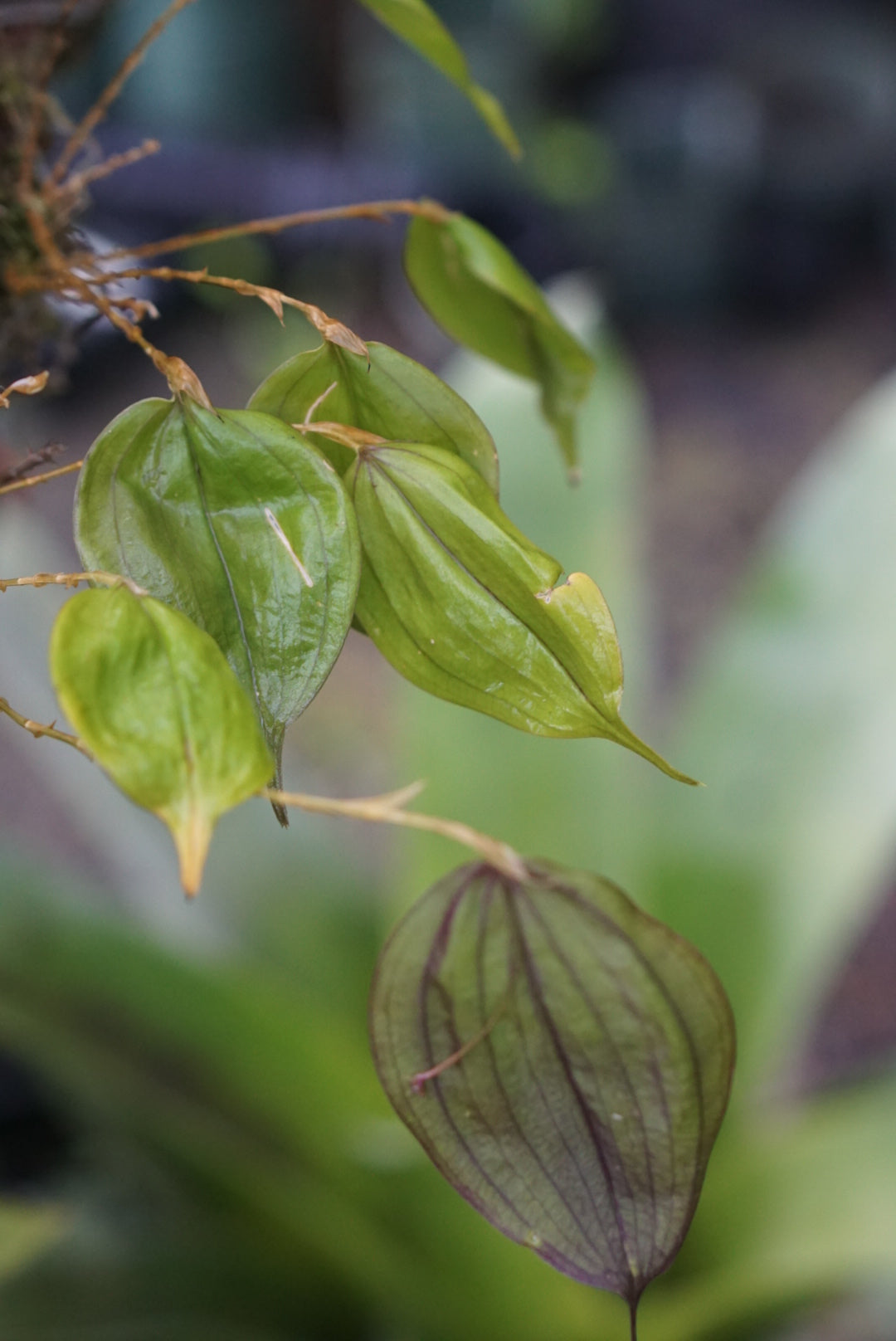 Lepanthes rhodophylla