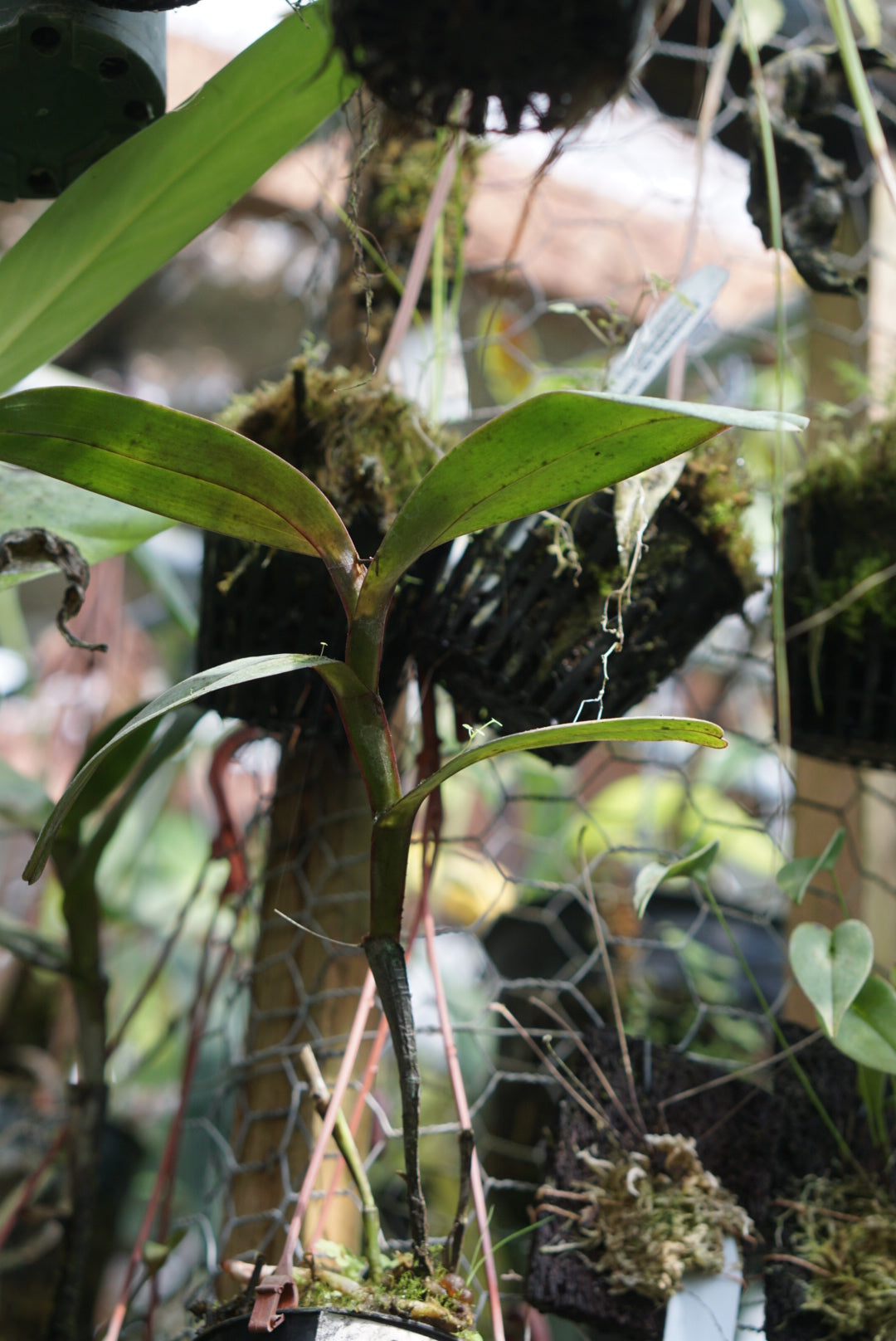 Epidendrum nocturnum