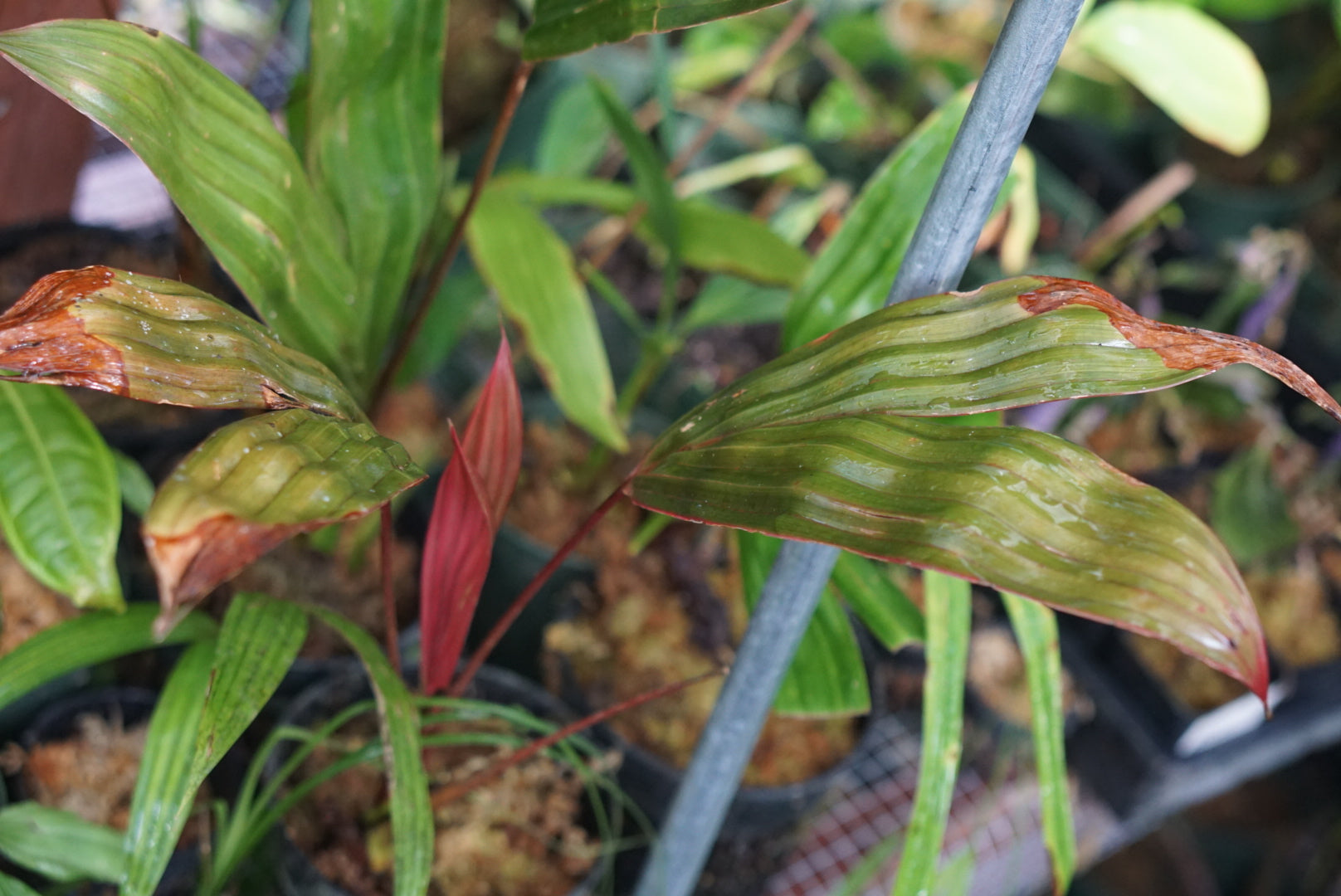 Asplundia aff utilis