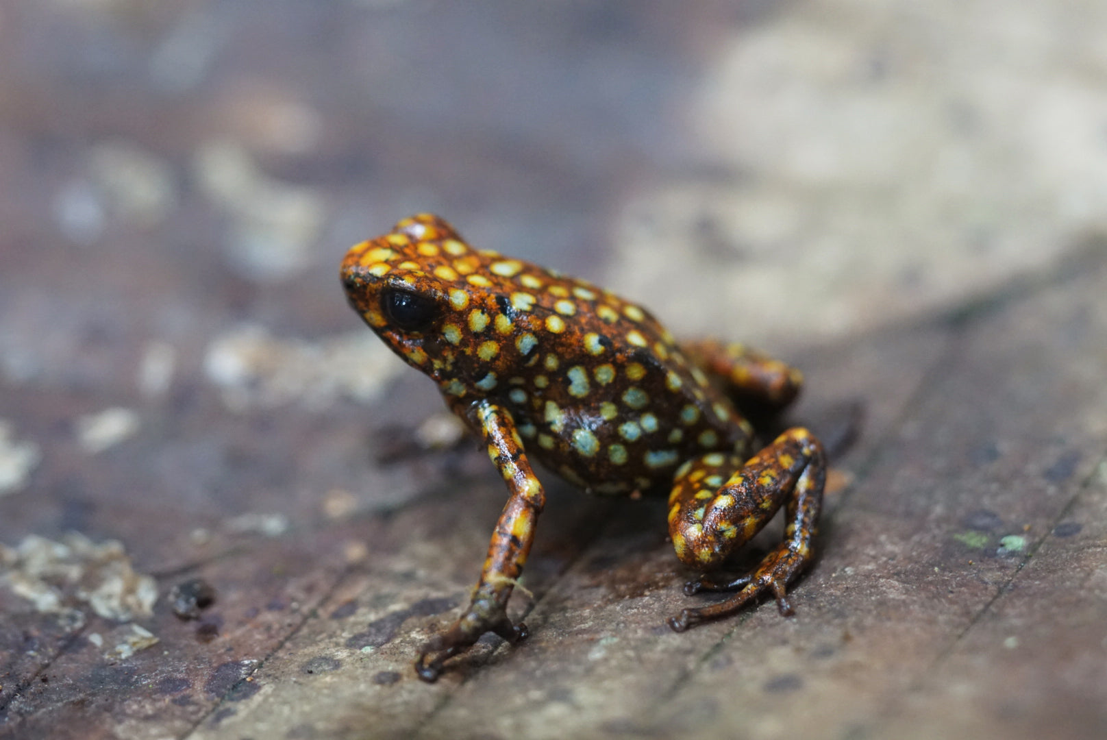 4e3ffe9c 4197 4aa9 9593 7f7b494cb82a