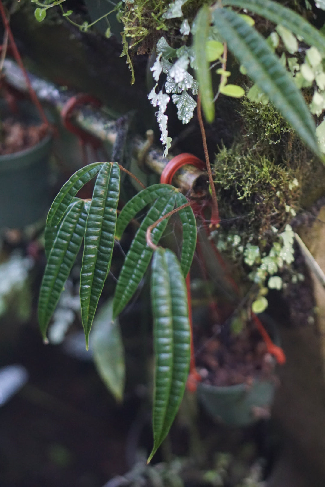 Anthurium cutucuense