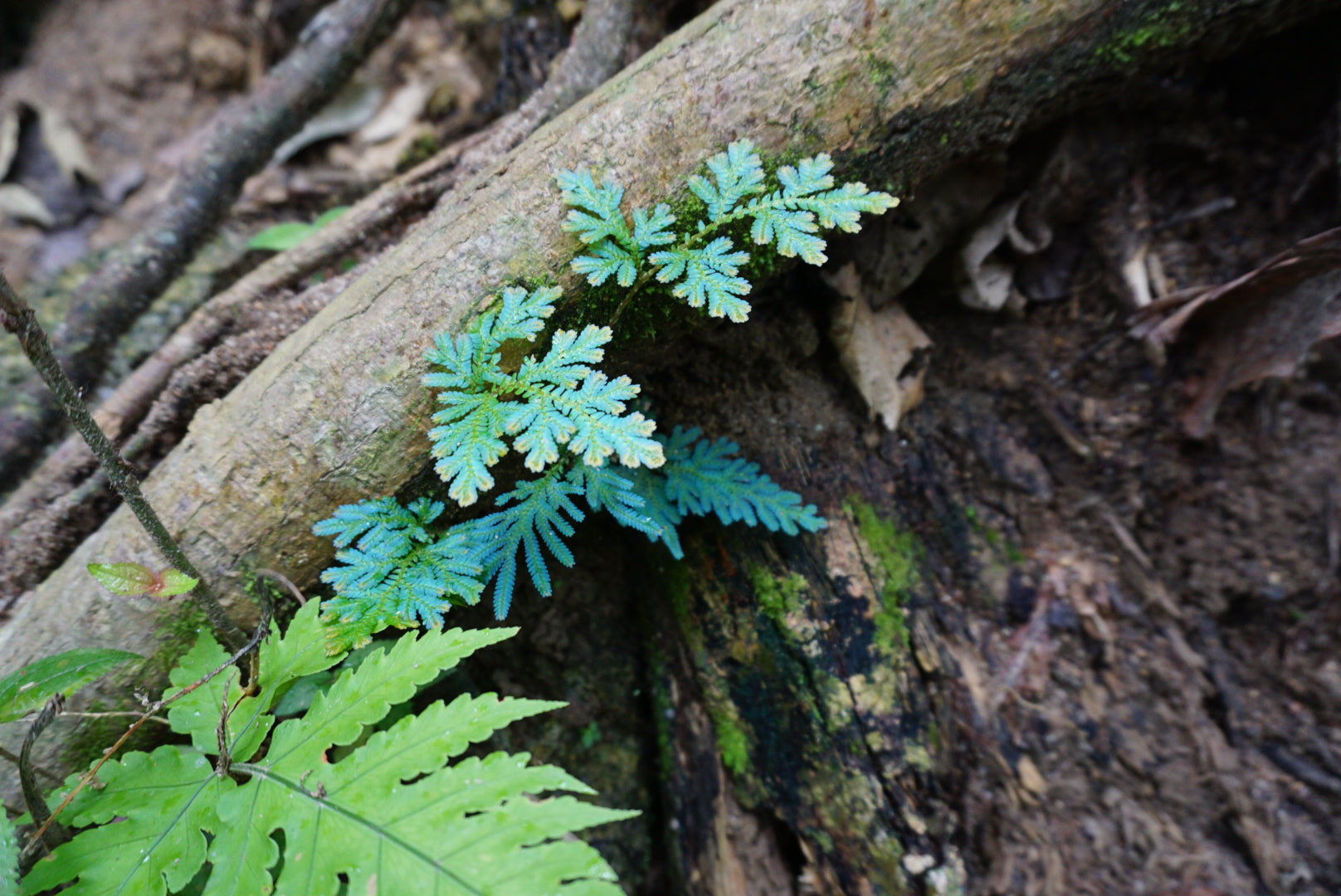 Selaginella wildenlowii