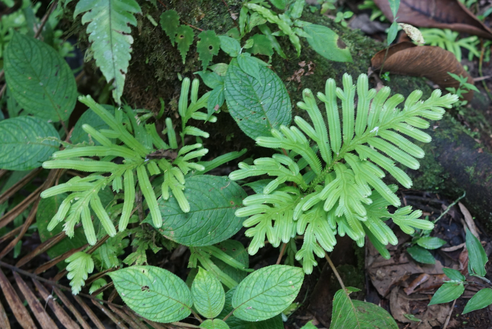 Selaginella bombycinum