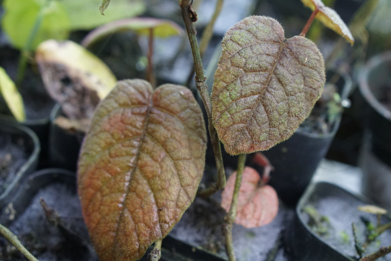 Pterisanthes sp. Borneo