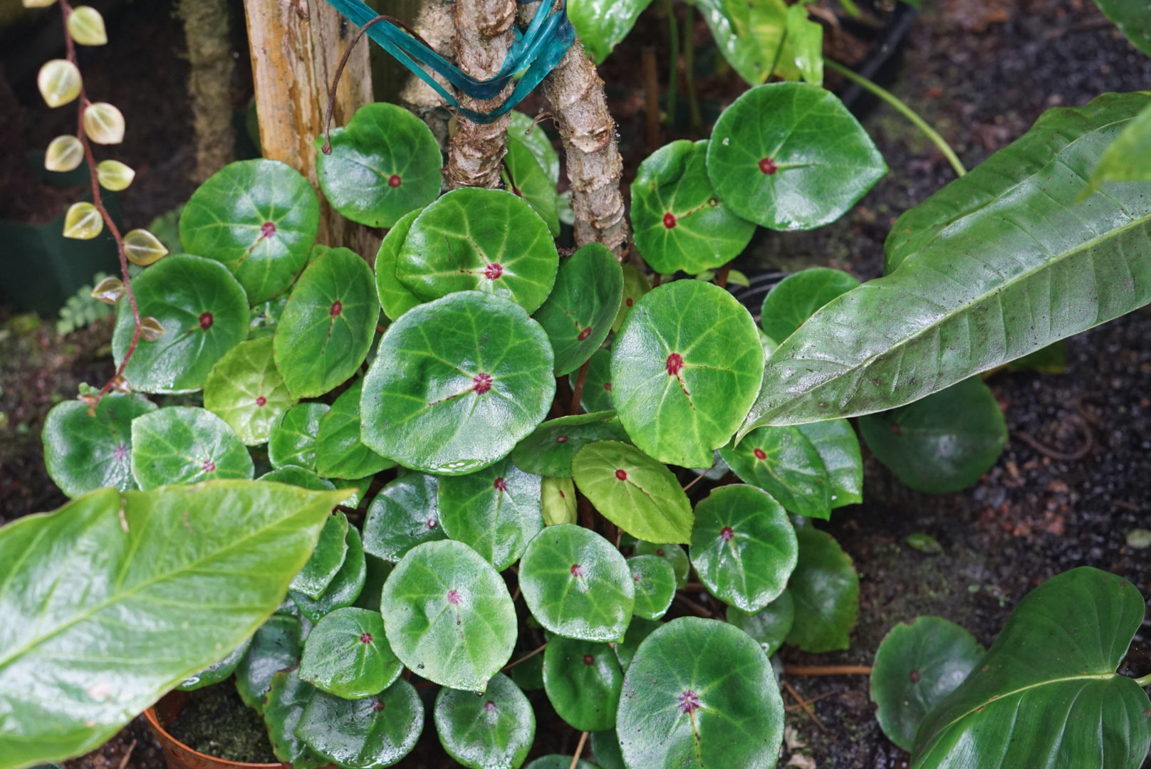 Begonia conchifolia var. rubrimacula