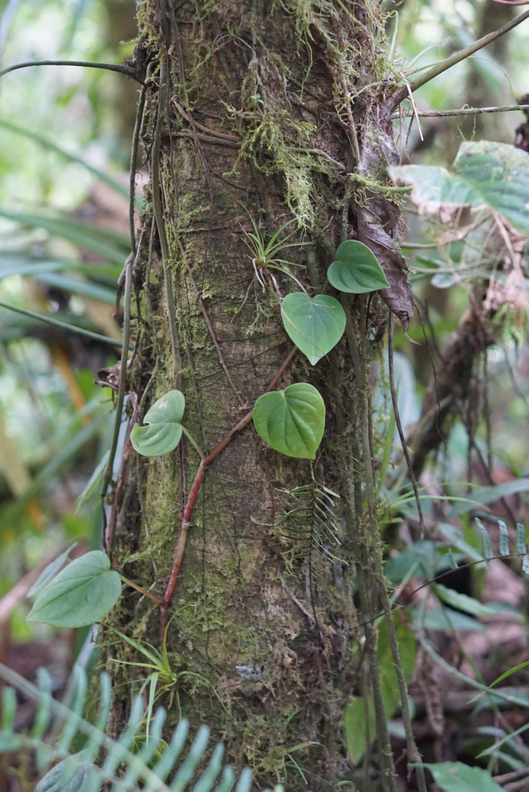 Peperomia cf. serpens