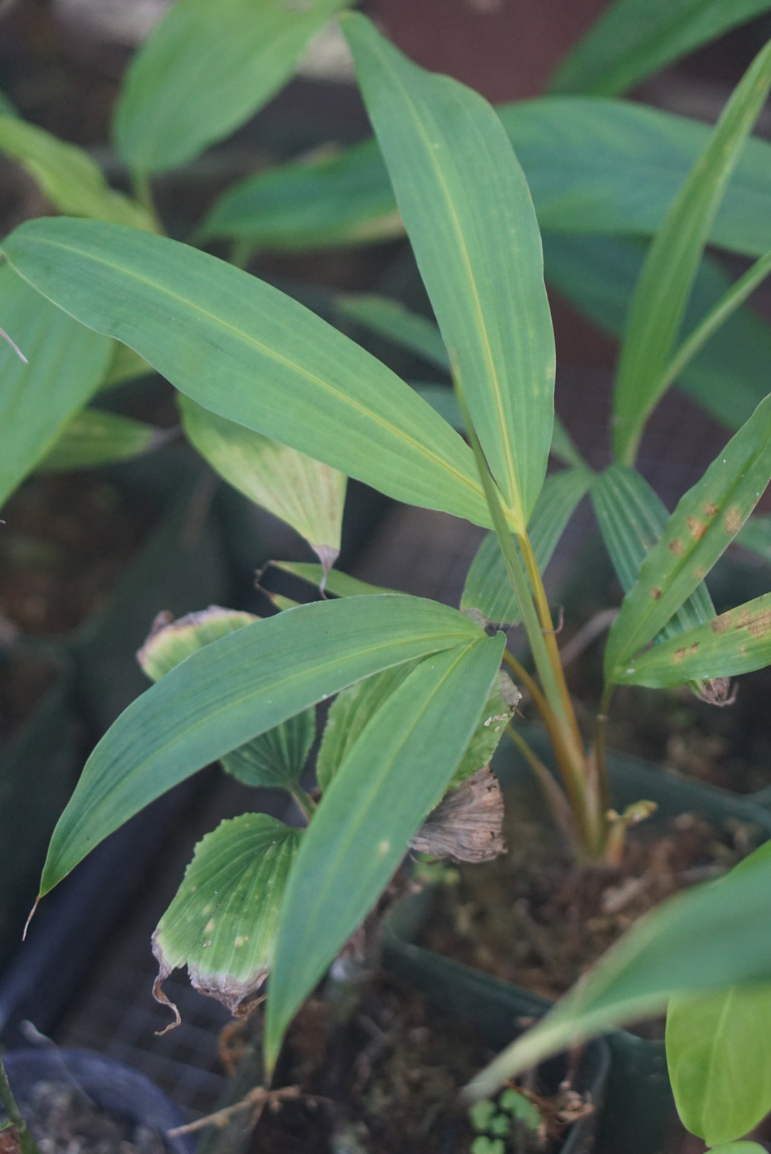 Cyclanthus aff bipartitus