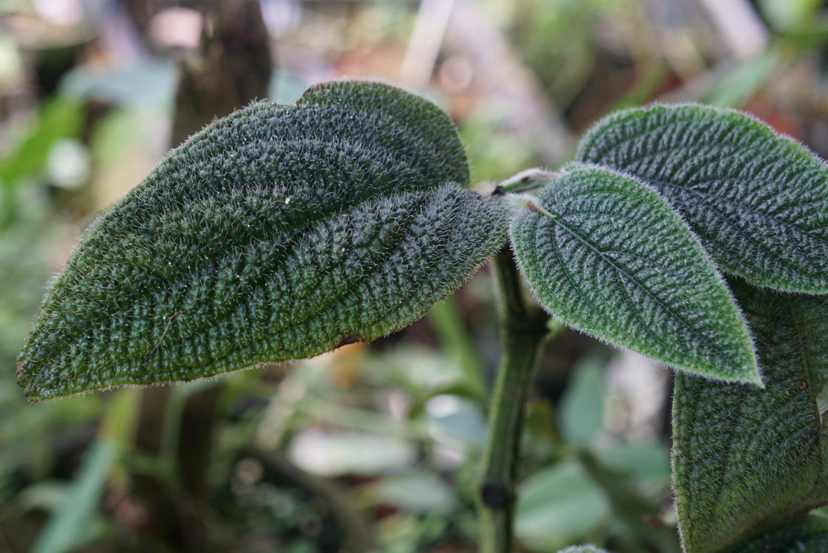 Piper sp. Amazonas