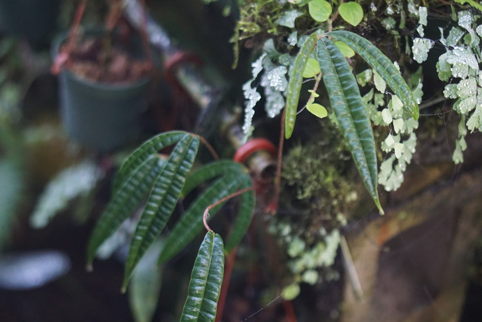 Anthurium cutucuense