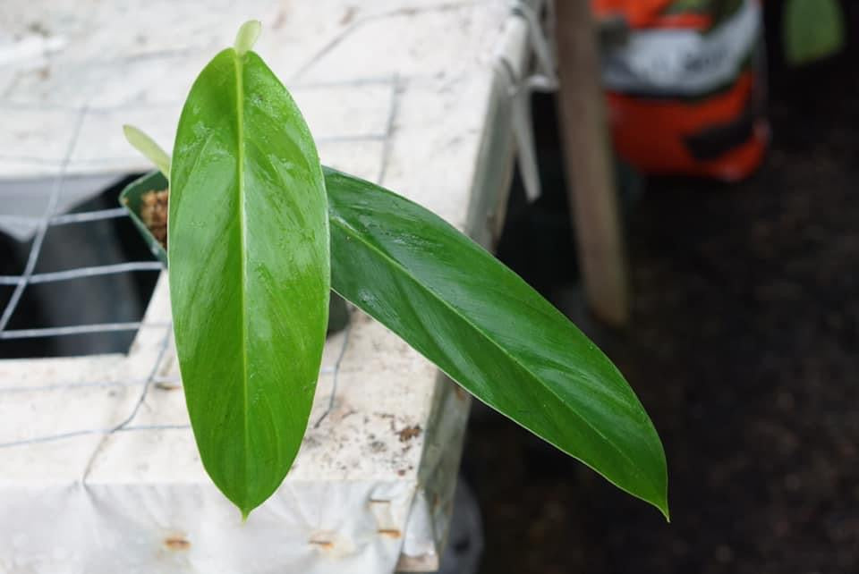 Philodendron sp. Mindo 1