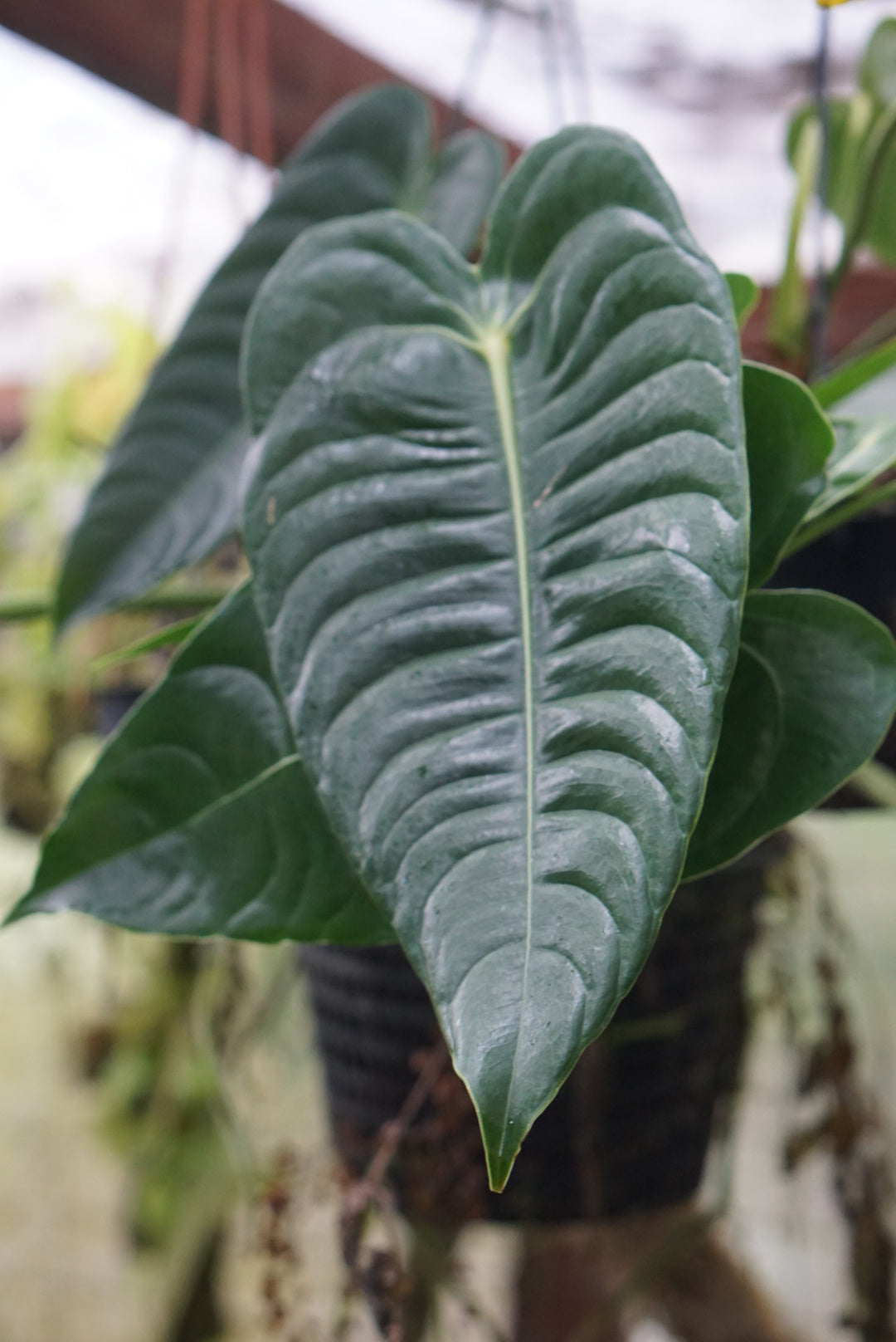 Anthurium veitchii (dark form)