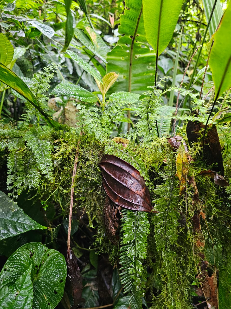 Hymenophyllum sp Mindo 1