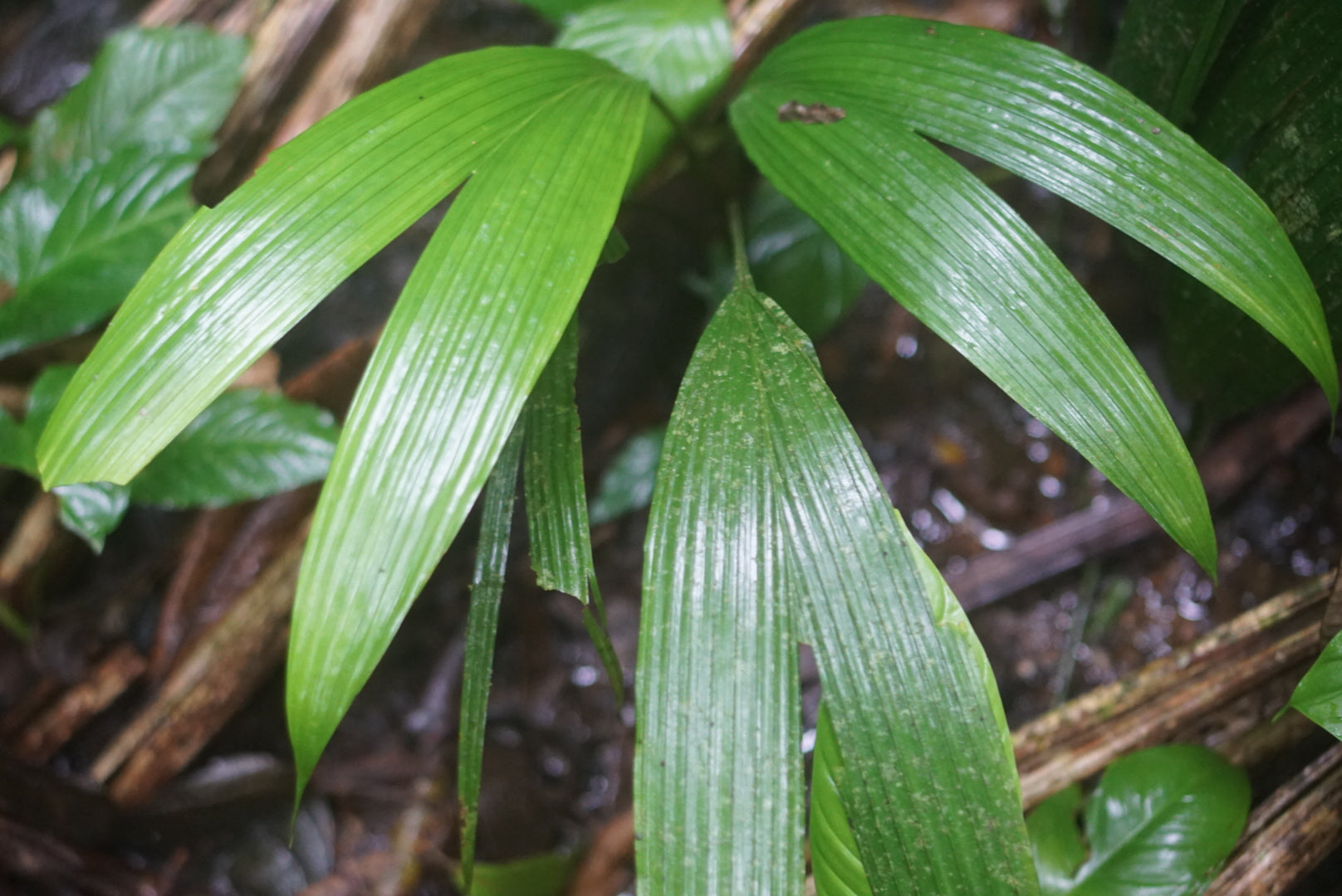 Asplundia cf albicarpa