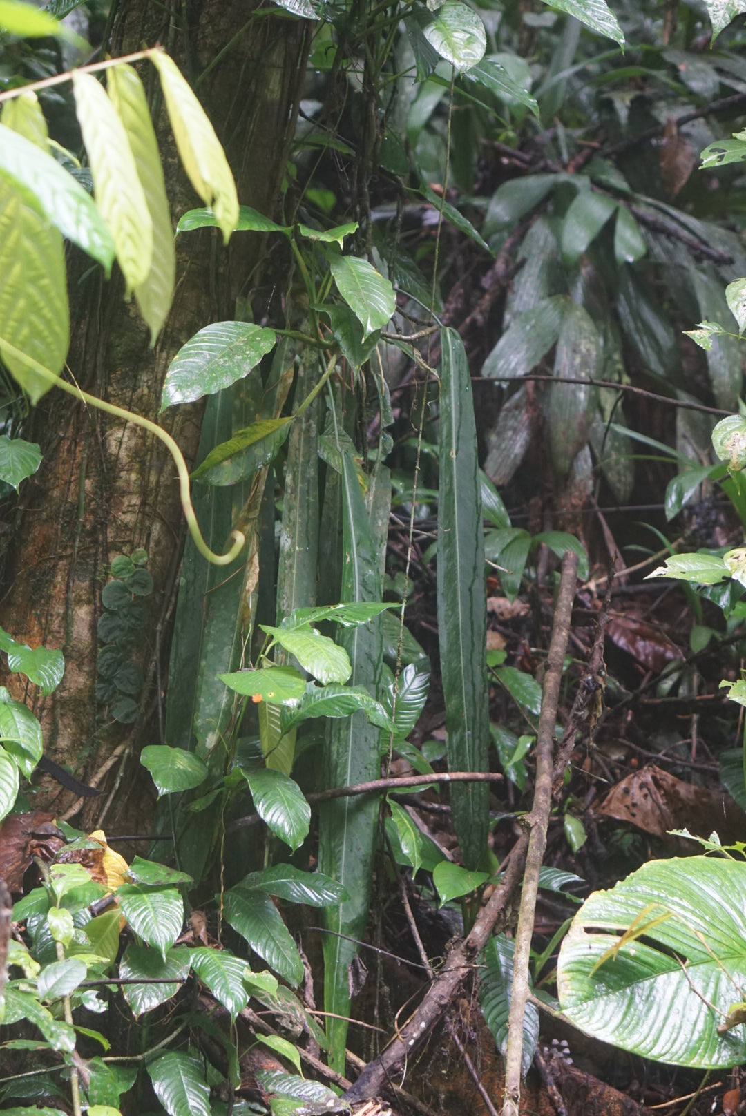 Anthurium pallidiflorum