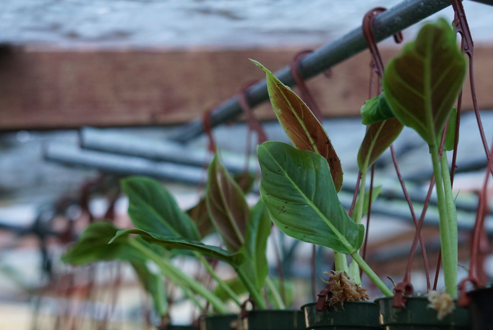 Philodendron subhastatum