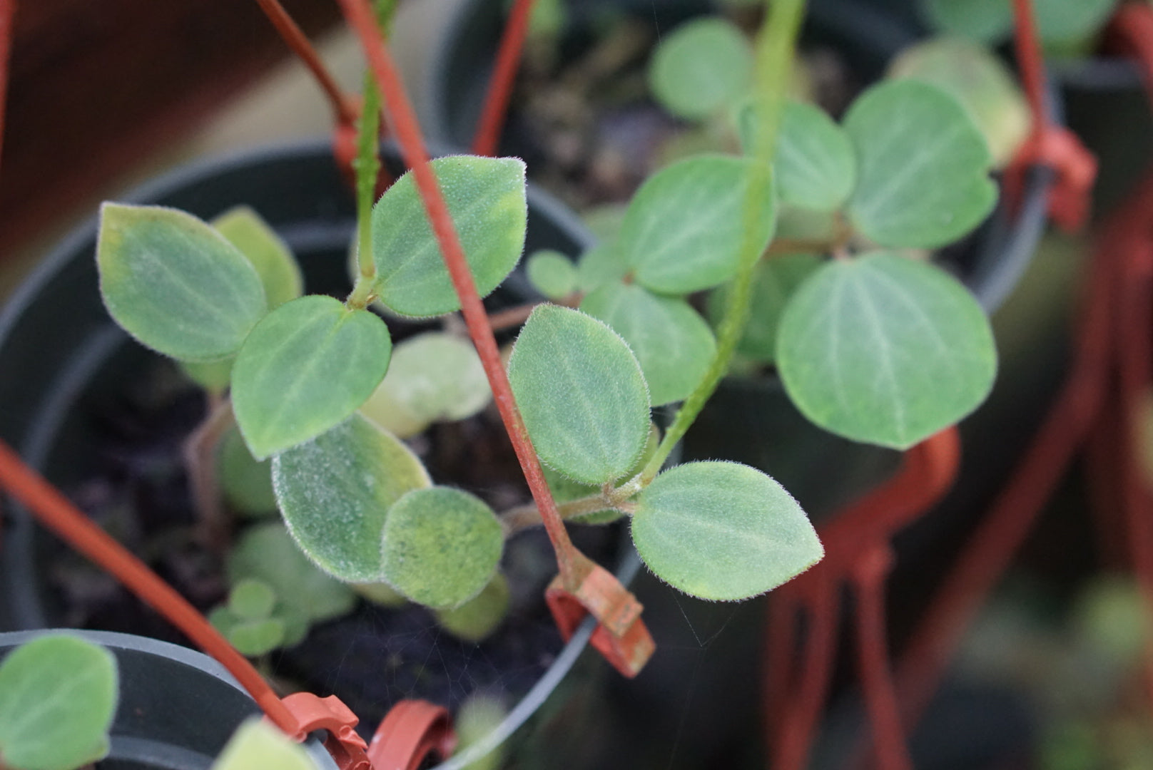 Peperomia sp. Venezuela 1