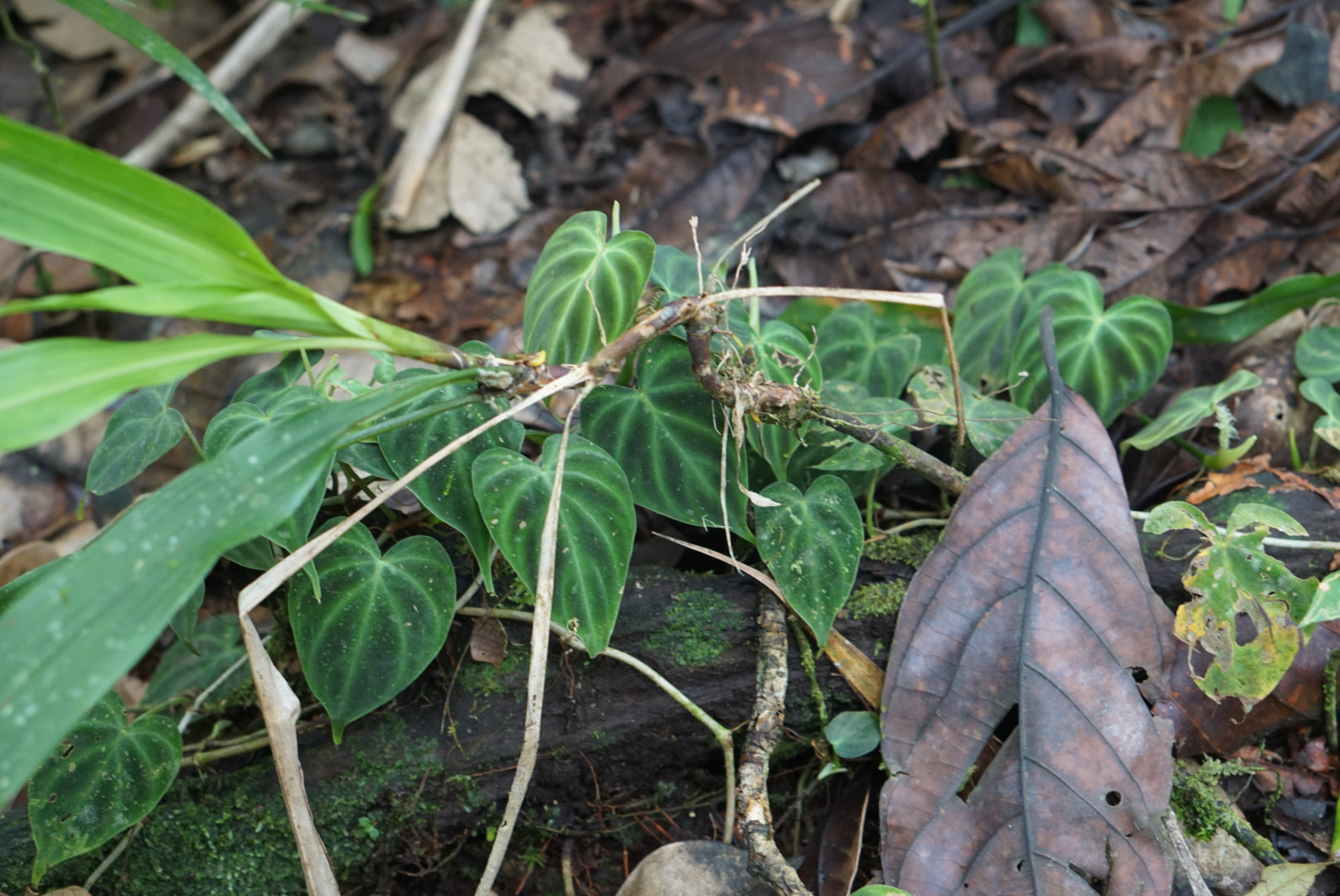 Philodendron verrucosum 'Lita'