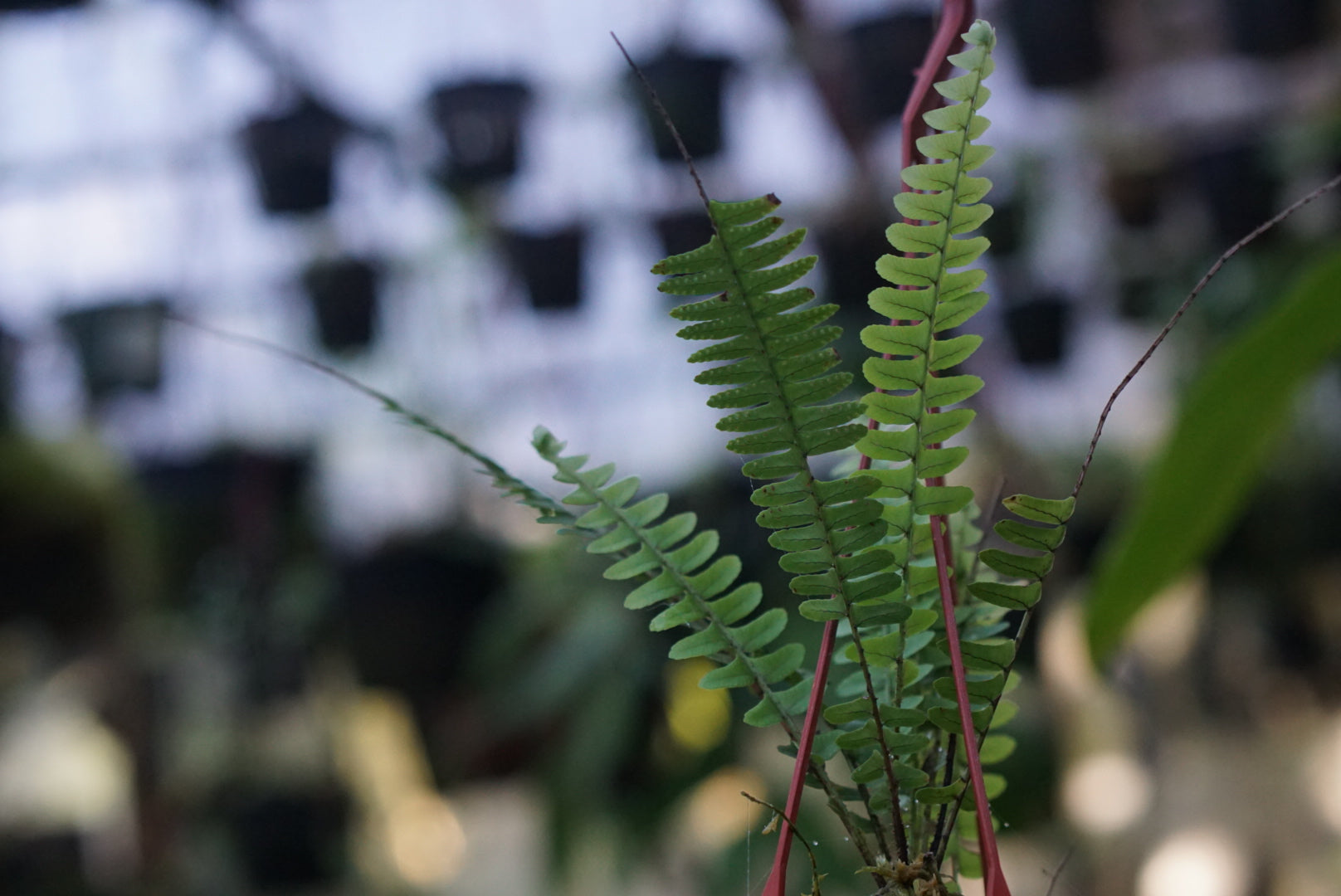 Blechnum sp. Amazonas