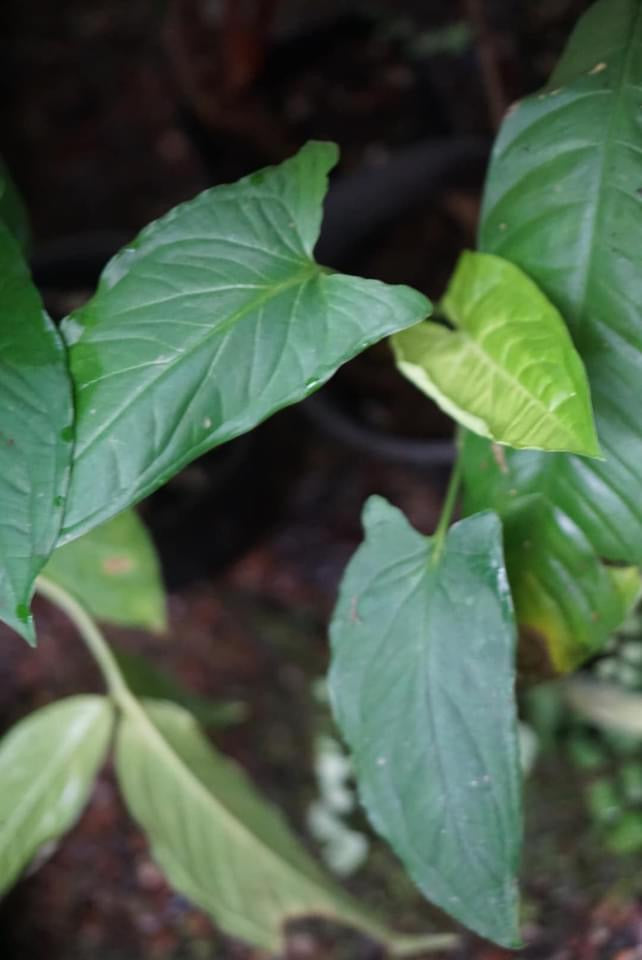 Syngonium sp. Puerto Quito 2