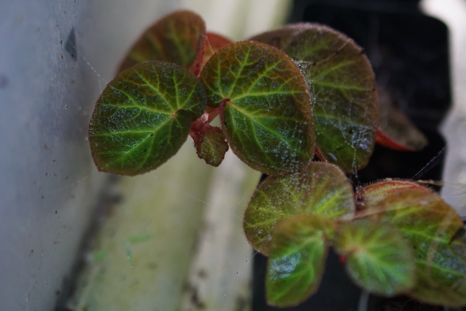 Begonia sp. Manaus