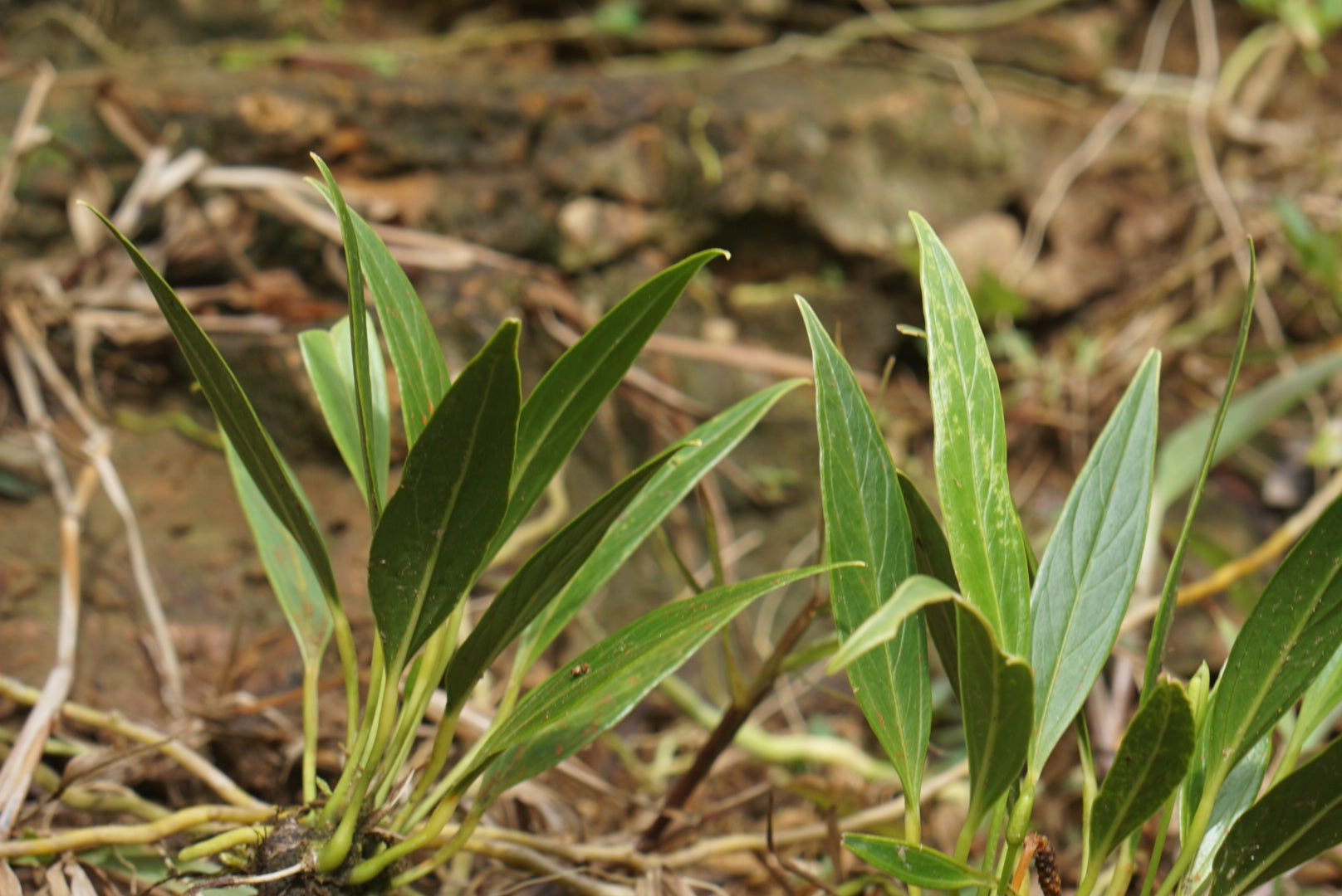 Anthurium sp Lita 3