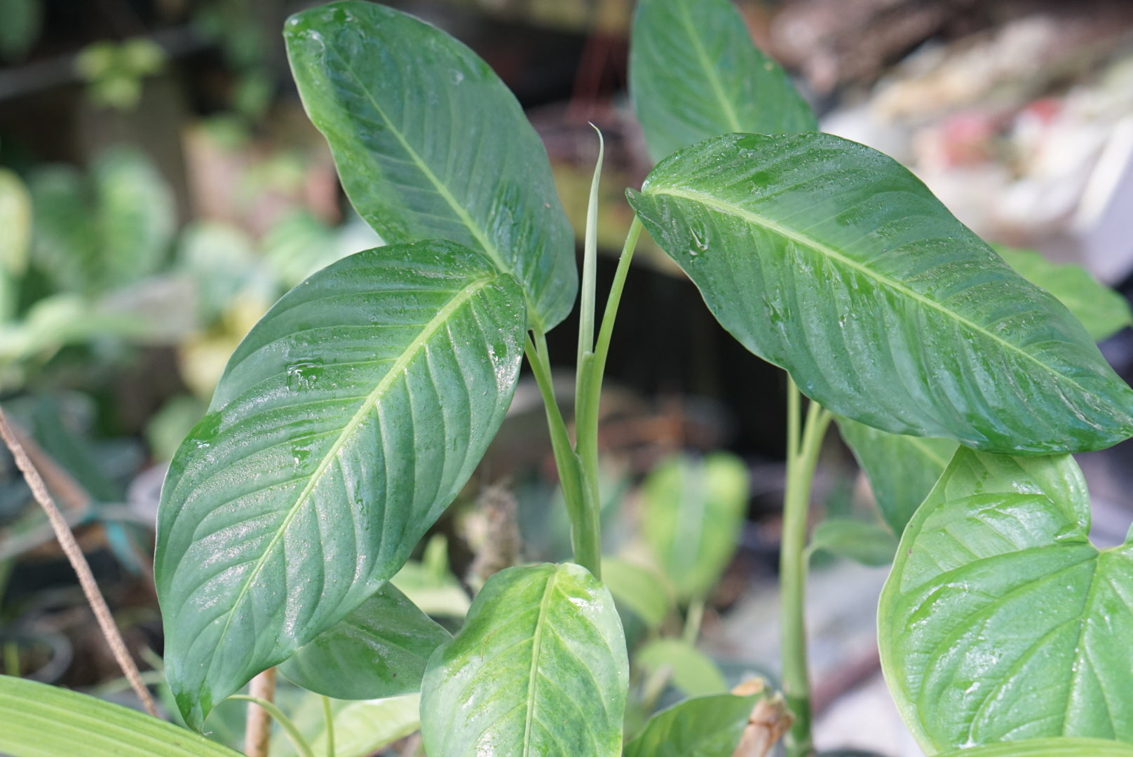 Dieffenbachia aff. killipii